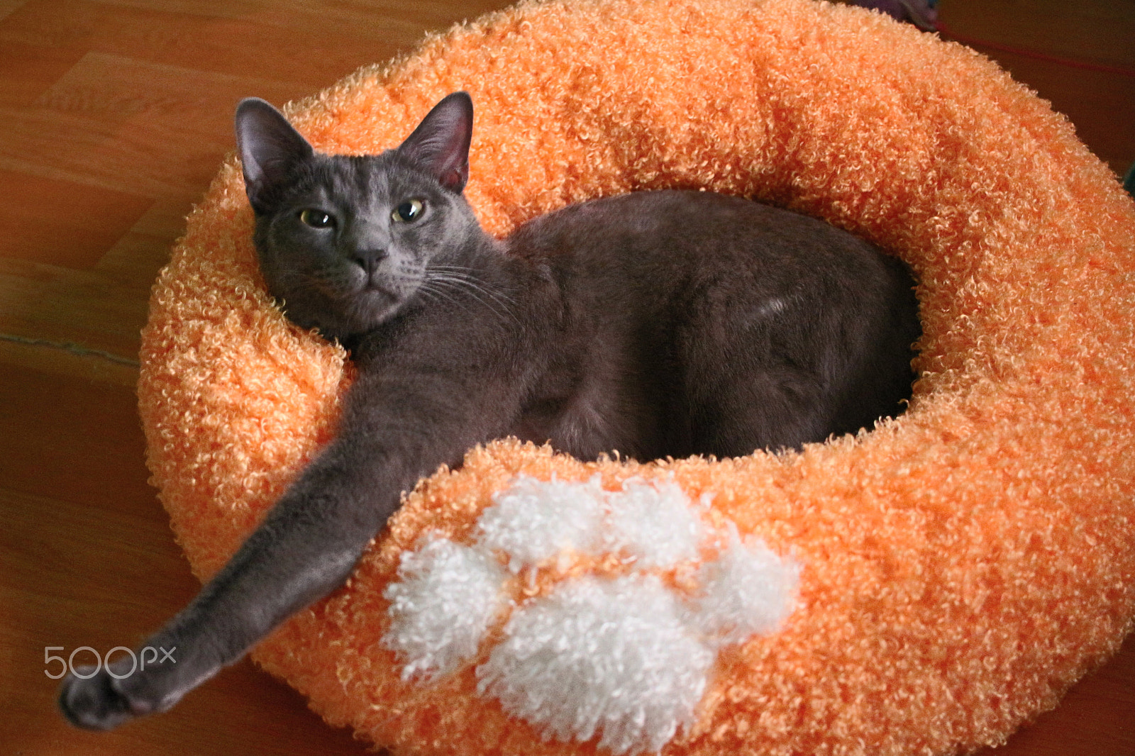 Canon EF-S 24mm F2.8 STM sample photo. Russian blue photography