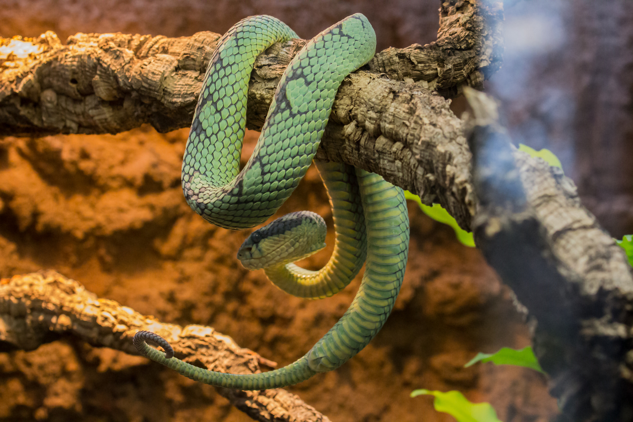 Canon EF 100mm F2.8L Macro IS USM sample photo. Ceylon lanzenotter (trimeresurus trigonocephalus) photography