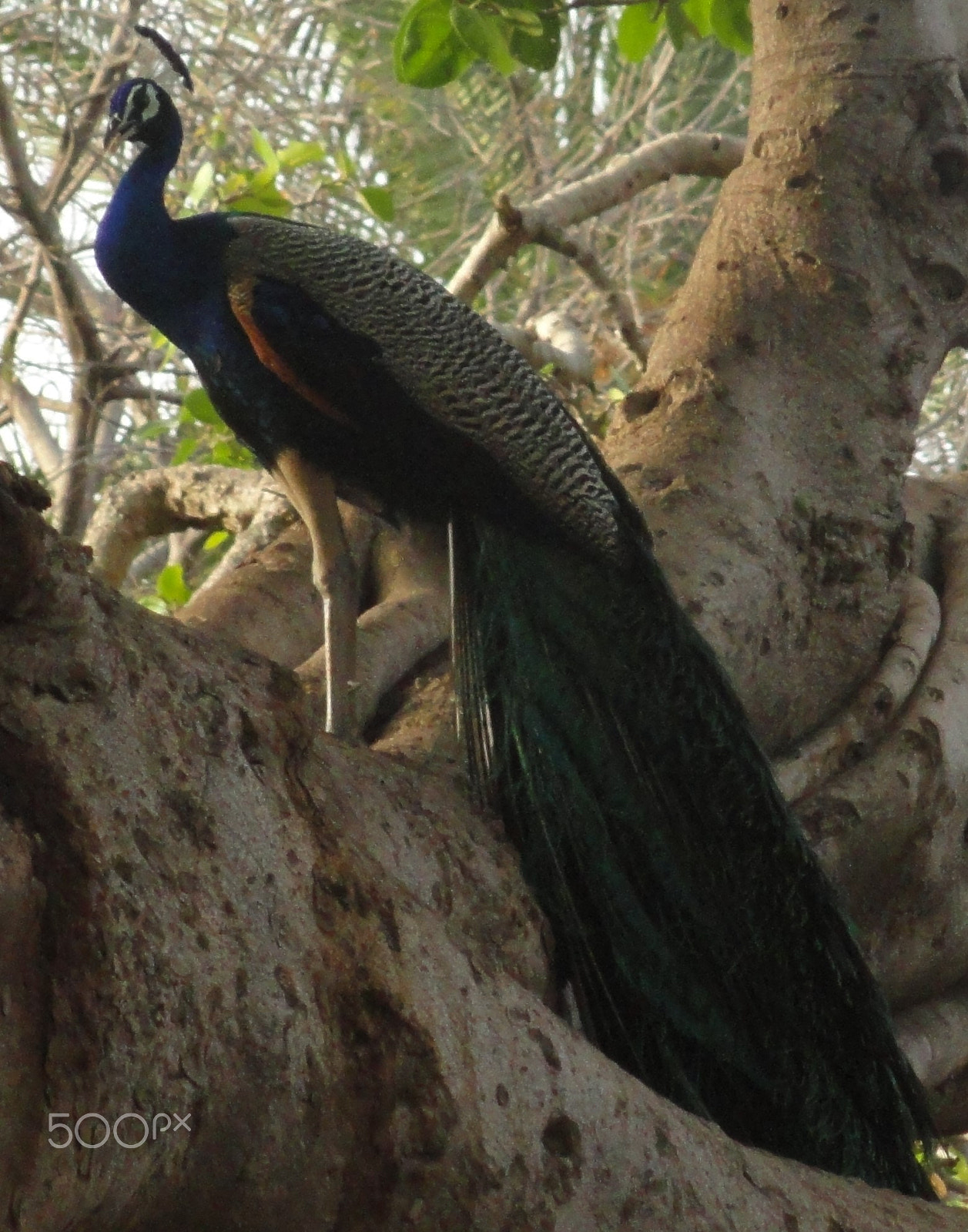 Sony Cyber-shot DSC-H55 sample photo. Peacocks gone crazy photography