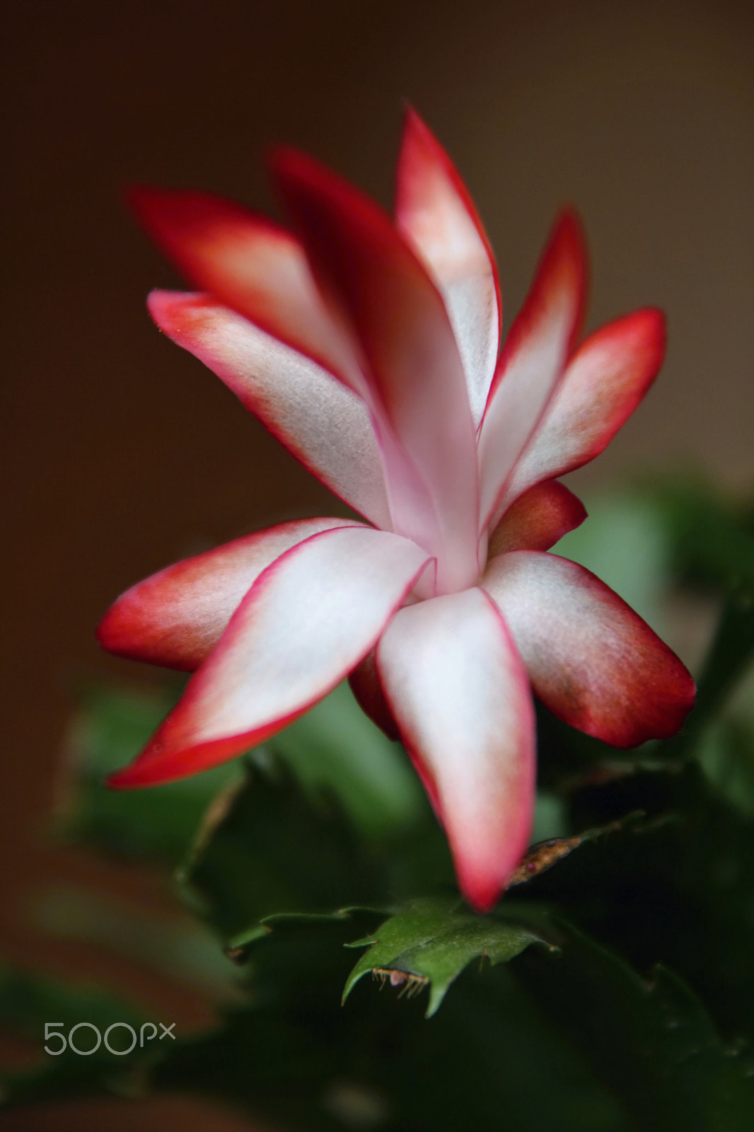 Canon EF 24-70mm F2.8L II USM sample photo. Christmas cactus photography