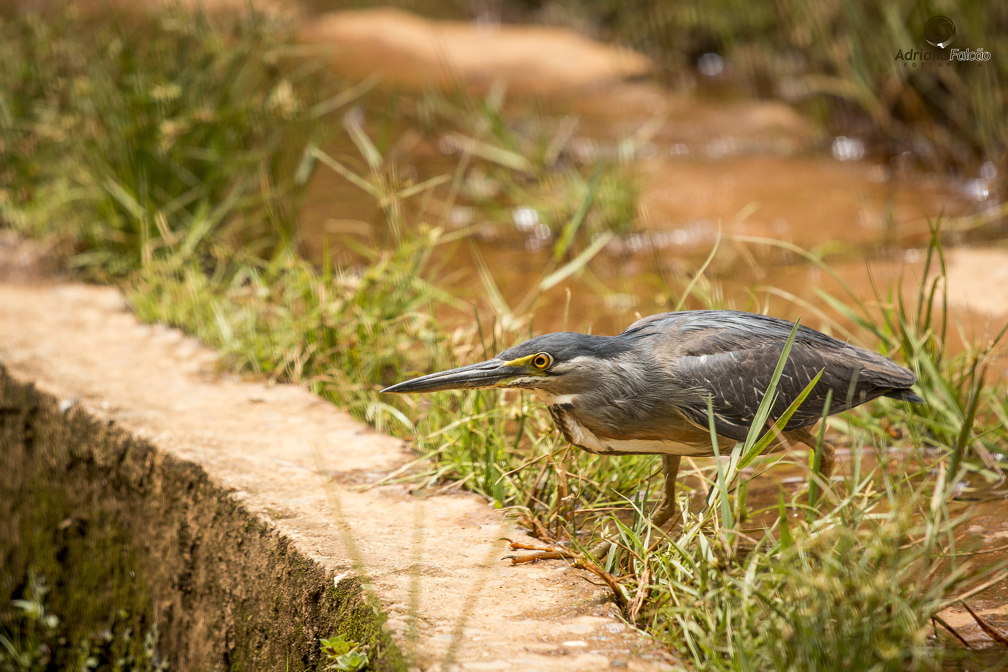 Canon EOS 70D + Canon EF 70-200mm F4L IS USM sample photo