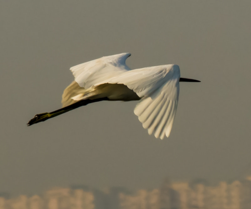 Sigma 70-300mm F4-5.6 DL Macro sample photo. Fly high  photography