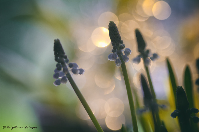Canon EF 100mm F2.8 Macro USM sample photo. The blues photography