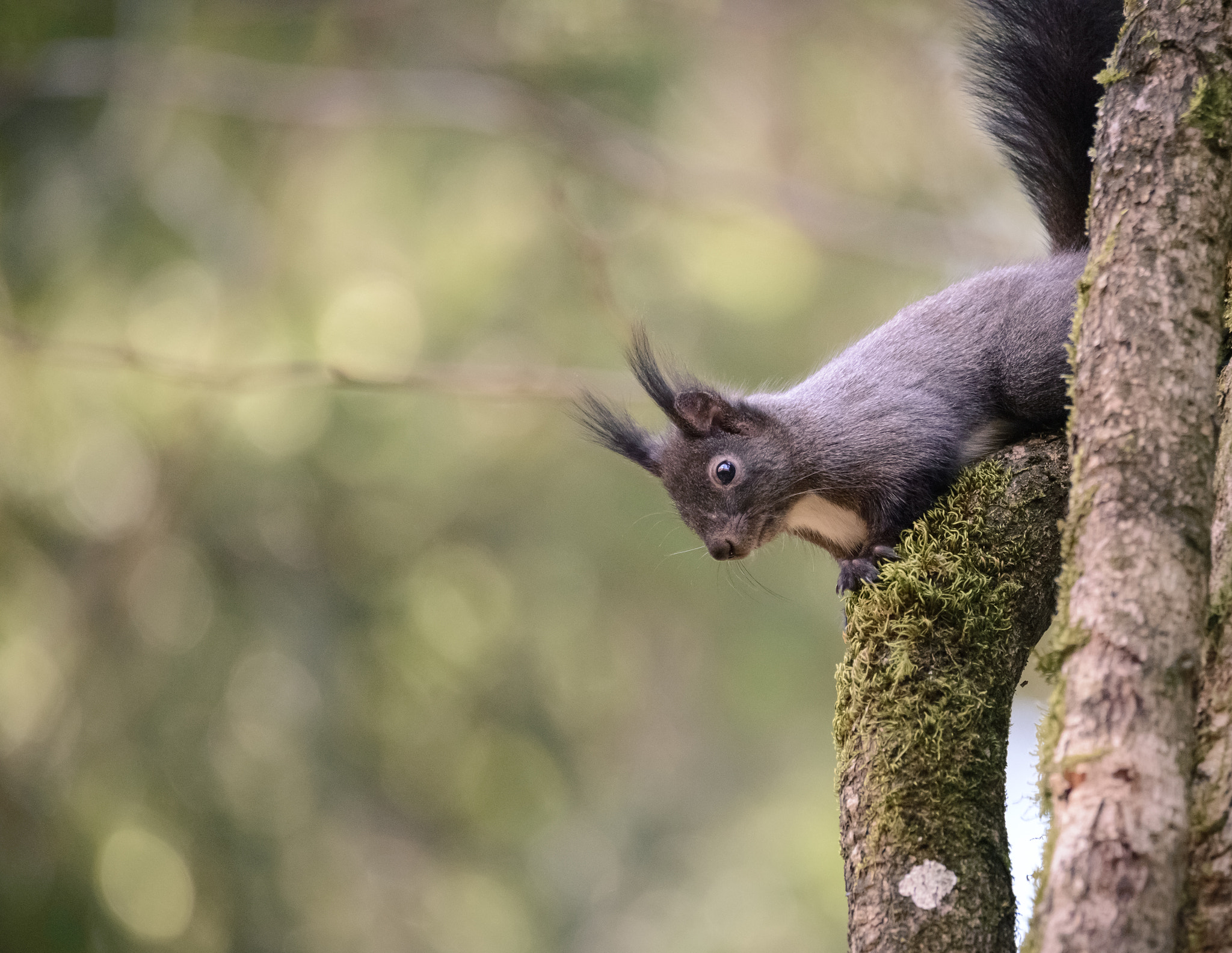 Nikon D600 sample photo. Squirrel photography