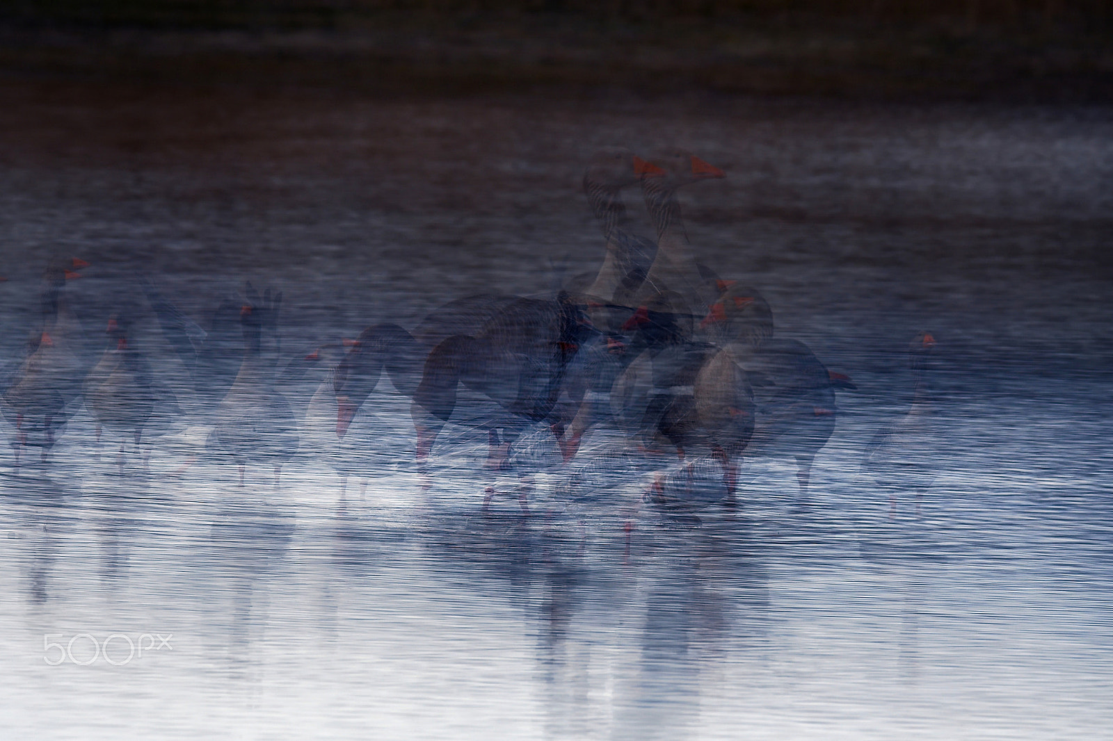 Sigma 150-600mm F5-6.3 DG OS HSM | S sample photo. Bleu photography