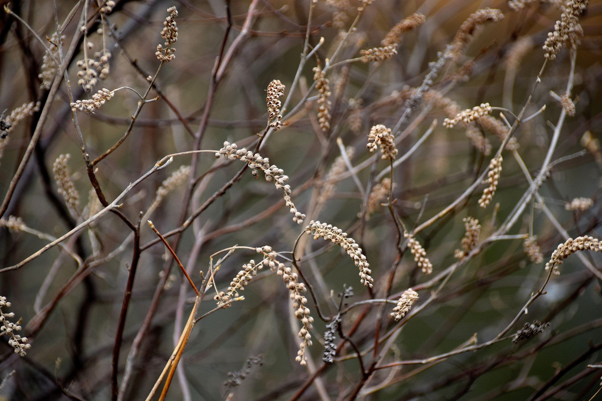 Sigma 18-250mm F3.5-6.3 DC Macro OS HSM sample photo