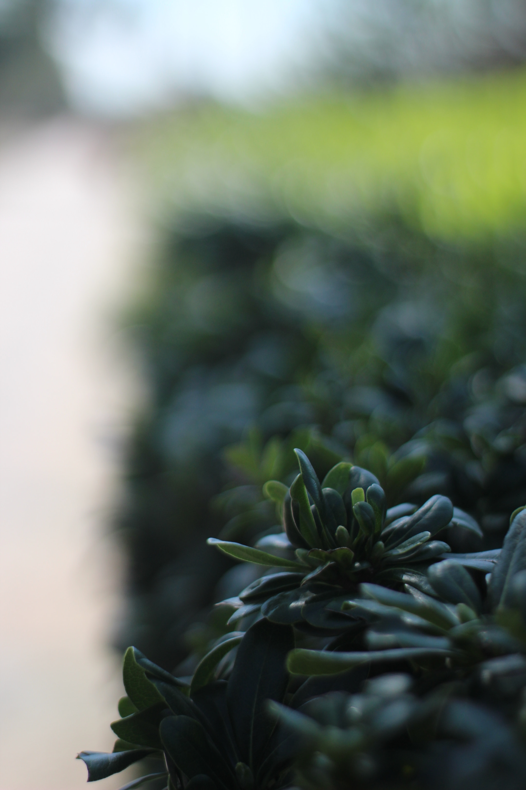 Canon 50mm sample photo. Bookeh photography