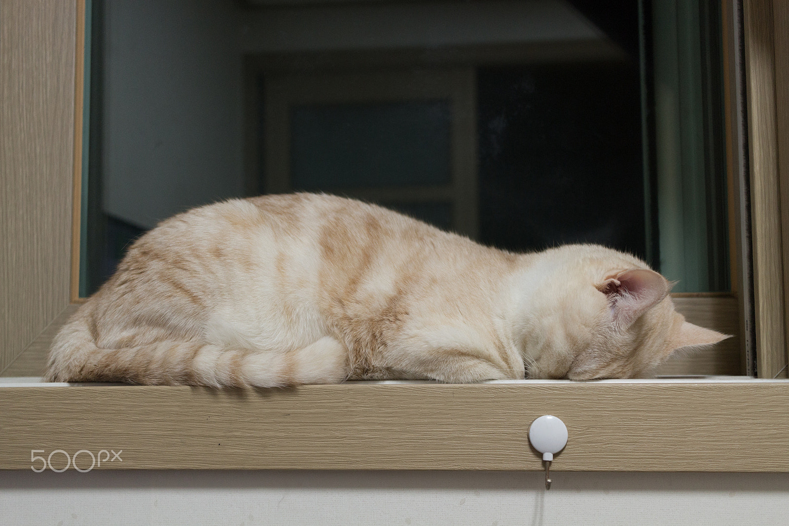 Canon EF-S 24mm F2.8 STM sample photo. Fall down cat photography