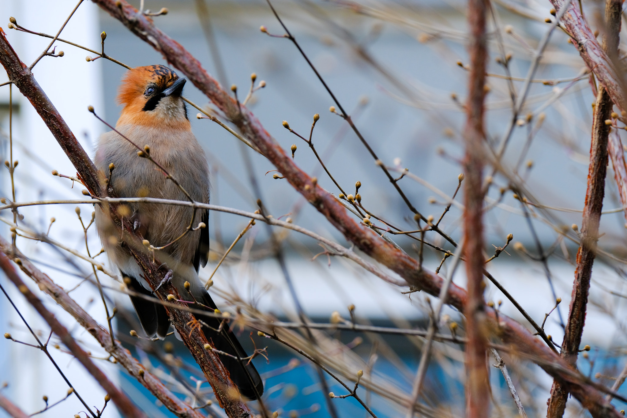 Fujifilm XF 100-400mm F4.5-5.6 R LM OIS WR sample photo. A bird lives in front of my house photography