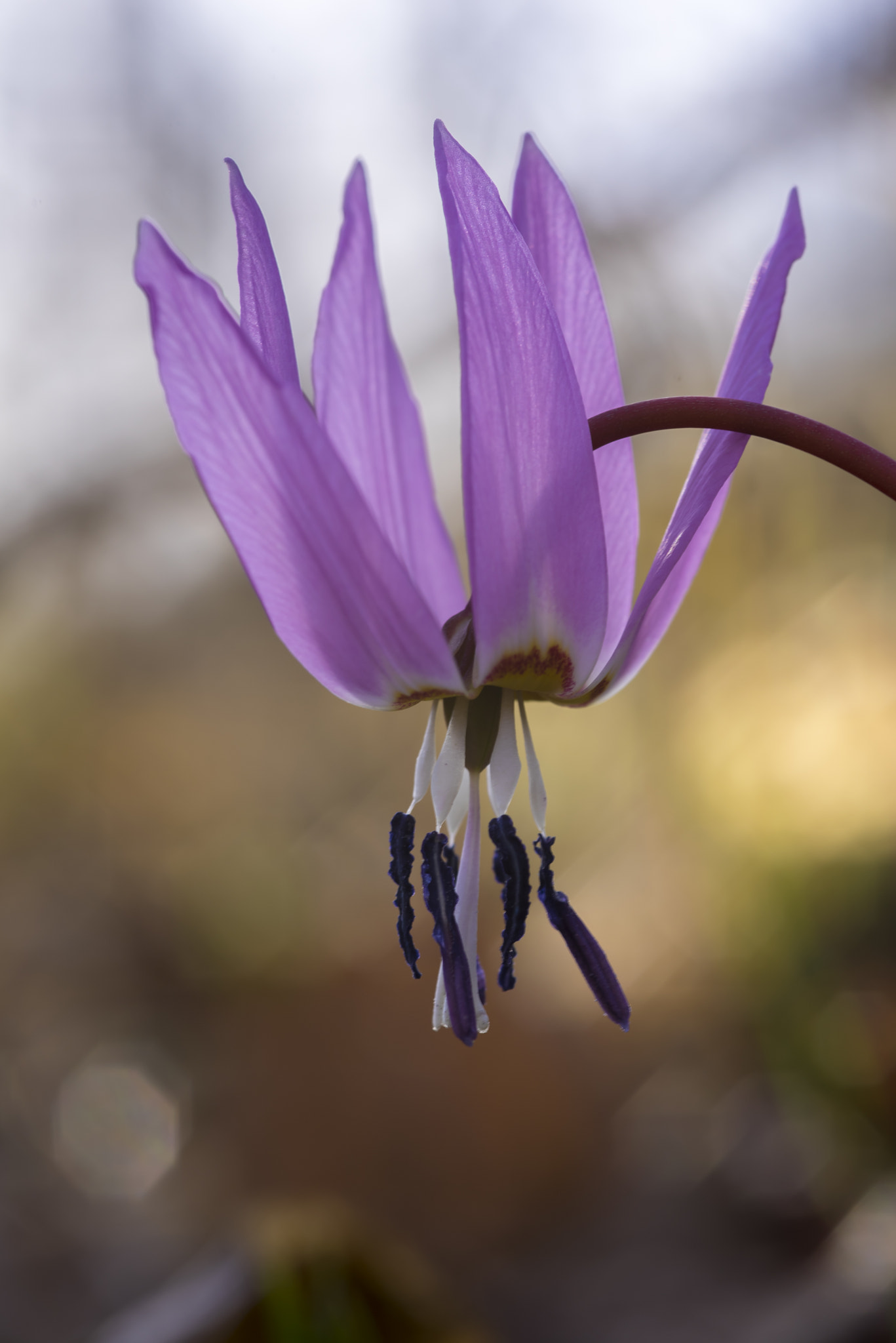 Nikon D750 + Sigma 105mm F2.8 EX DG Macro sample photo. Dente di cane photography