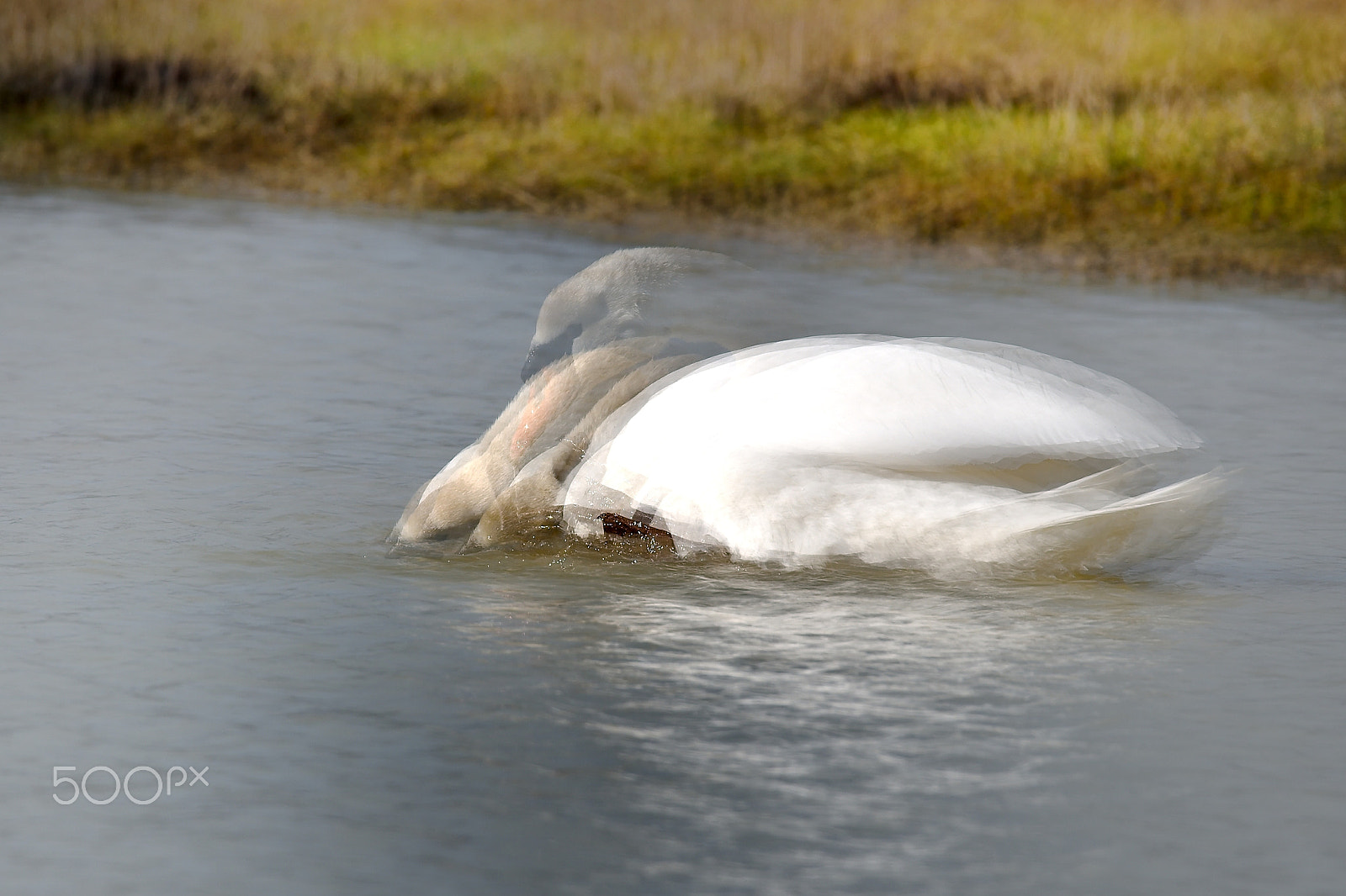 Sigma 150-600mm F5-6.3 DG OS HSM | S sample photo. Water photography