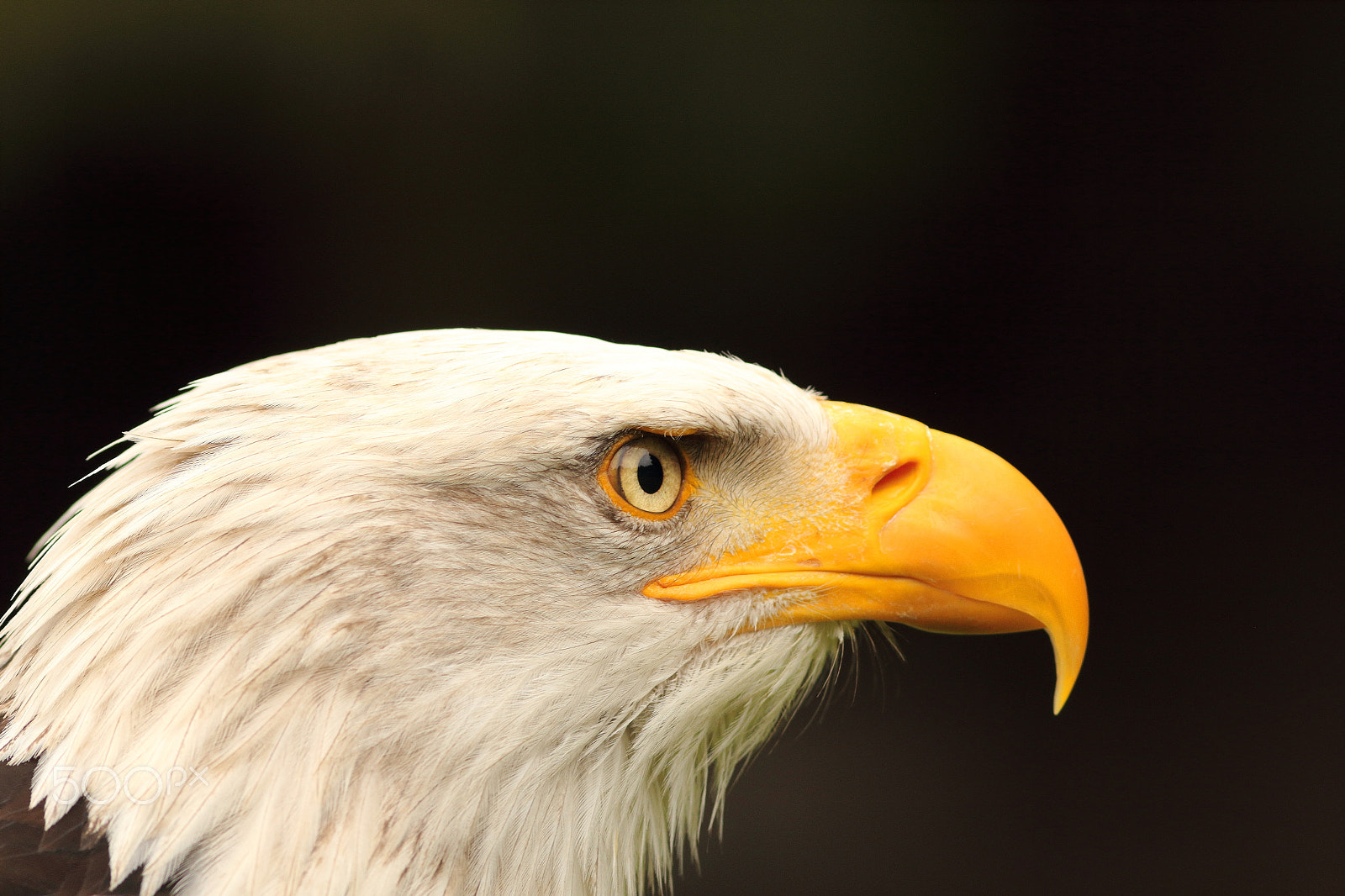 Canon EOS 60D + Canon EF 300mm F4L IS USM sample photo. "the eye of the hunter" photography