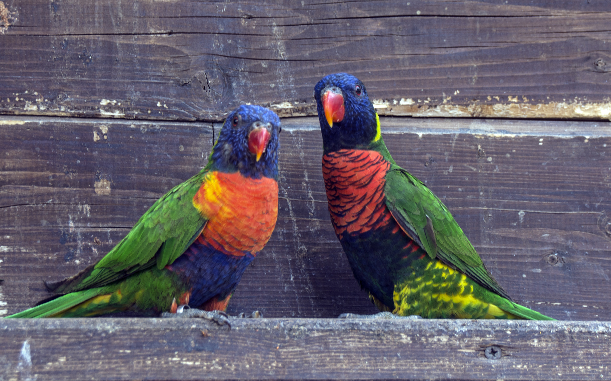 Sigma 18-250mm F3.5-6.3 DC Macro OS HSM sample photo. How do you do... photography