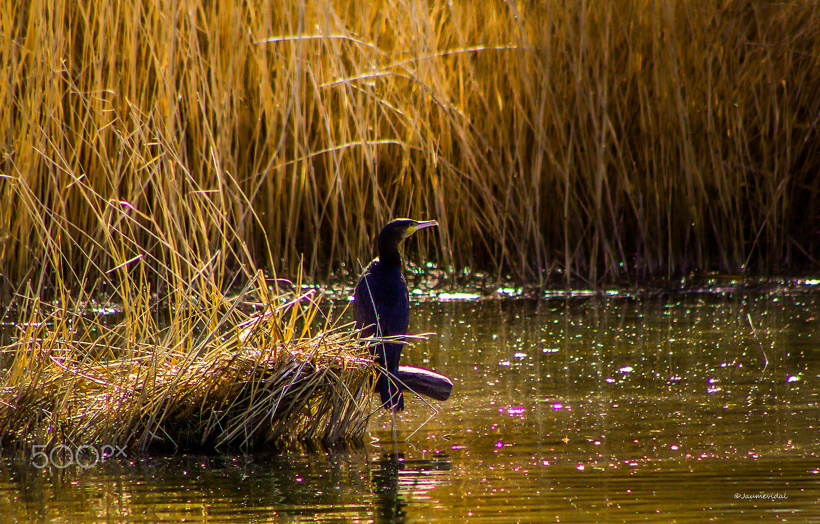 Canon EOS 7D + EF75-300mm f/4-5.6 sample photo. Cuervo marino photography