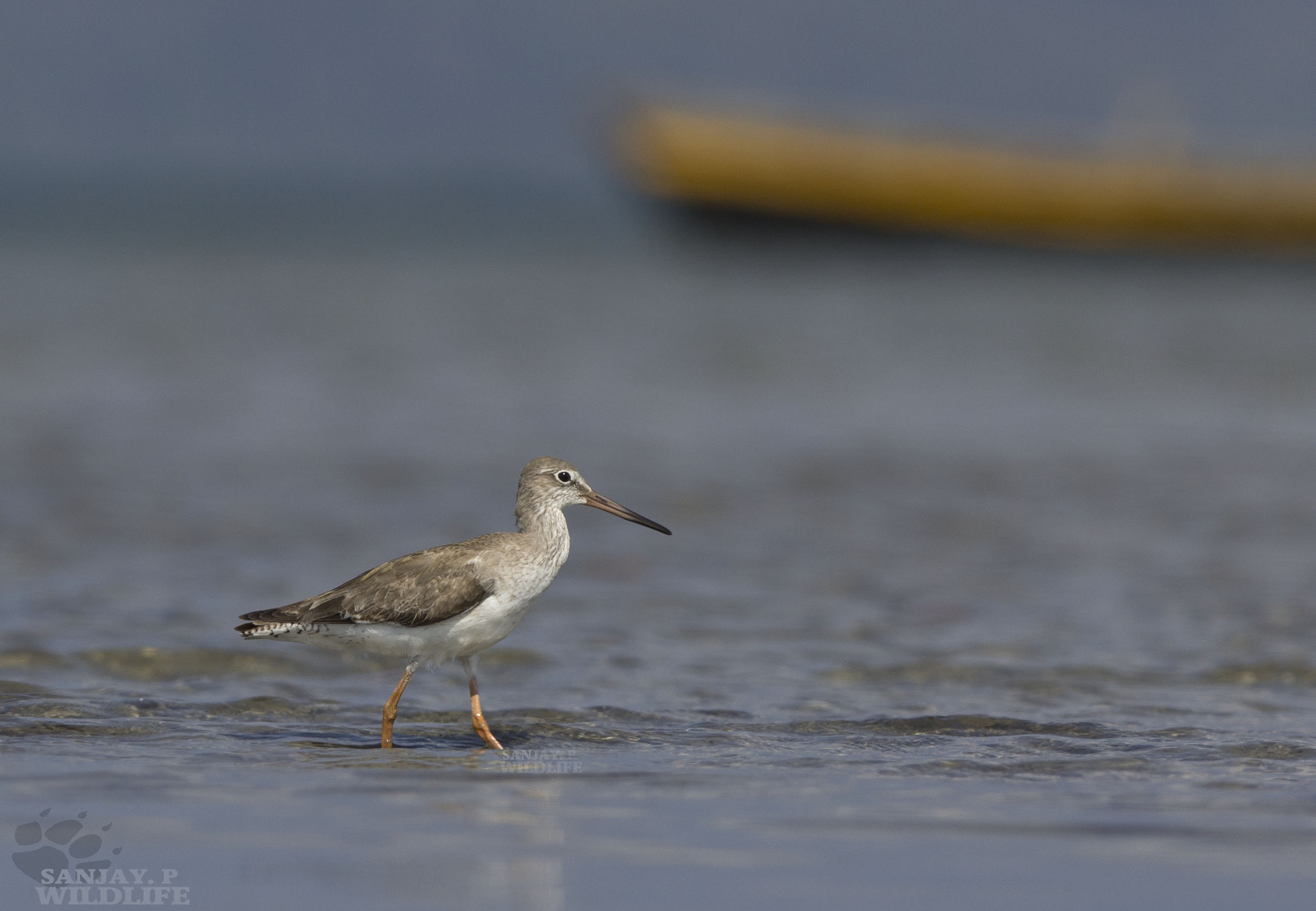 Canon EOS 60D + Canon EF 300mm F2.8L IS USM sample photo. Common redshank (tringa totanus) photography