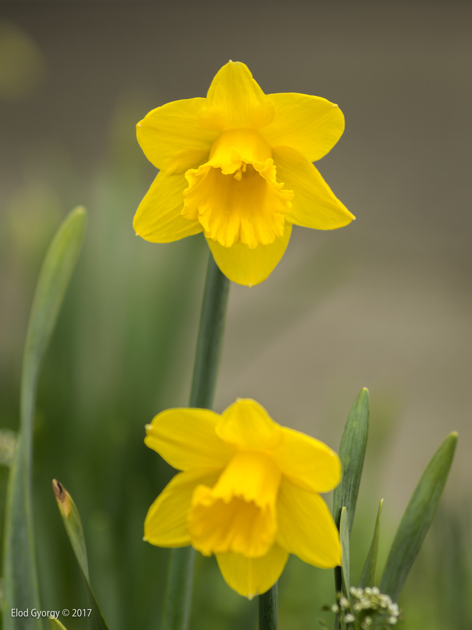 Nikon D3200 sample photo. Daffodil photography