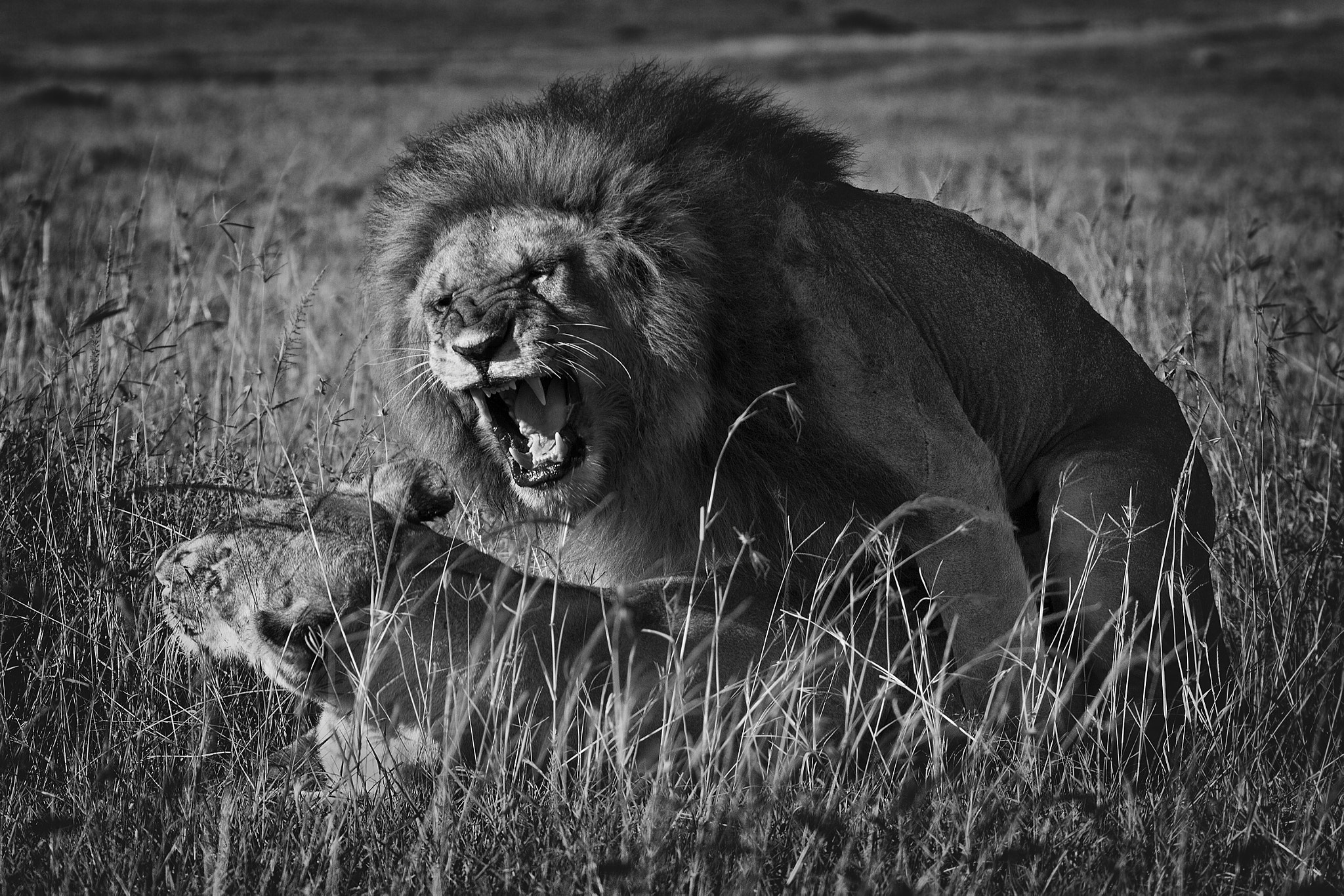Tamron SP 150-600mm F5-6.3 Di VC USD sample photo. Terapia de pareja photography