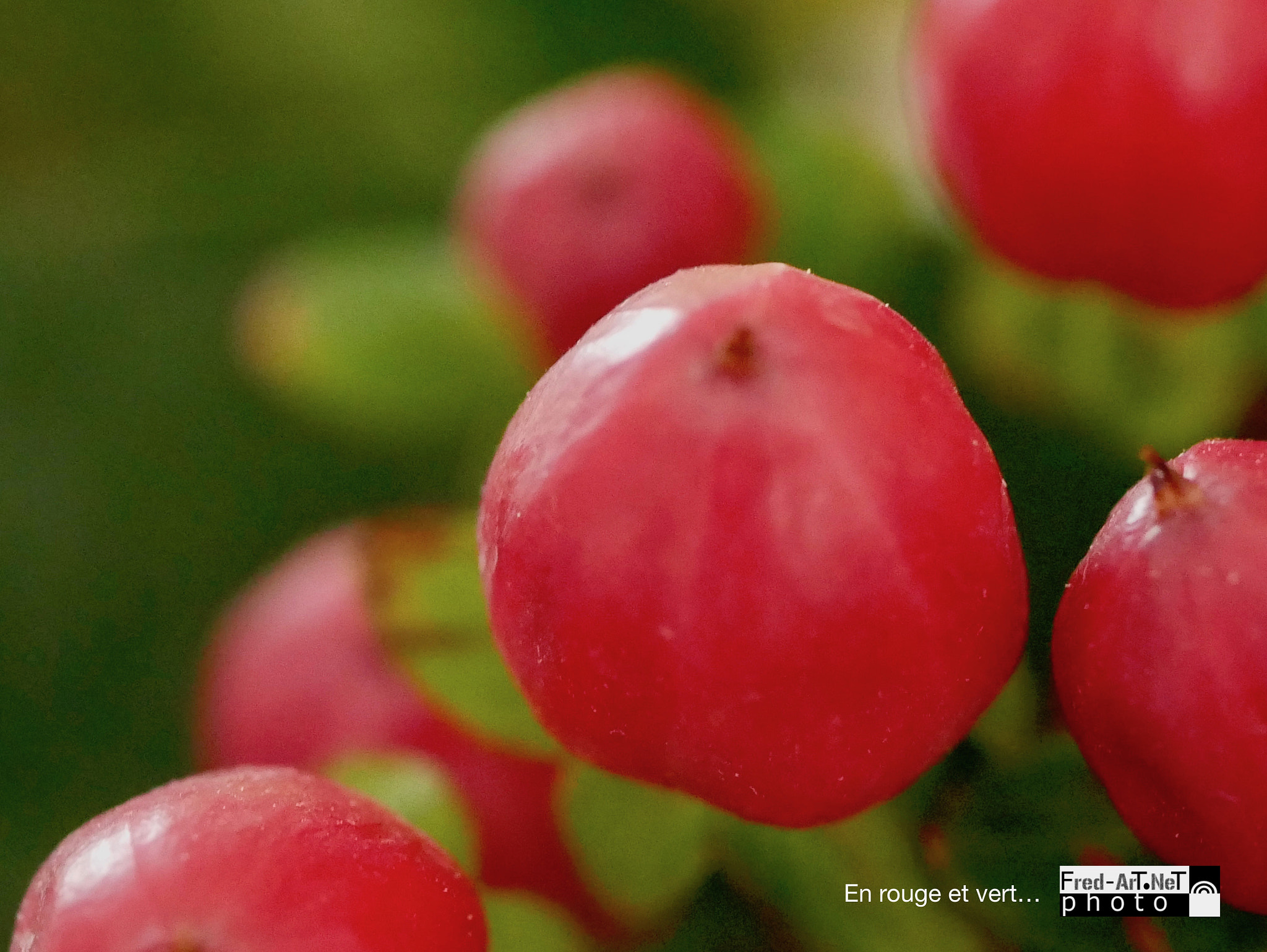 Panasonic Lumix G Macro 30mm F2.8 ASPH Mega OIS sample photo. En rouge et vert... photography