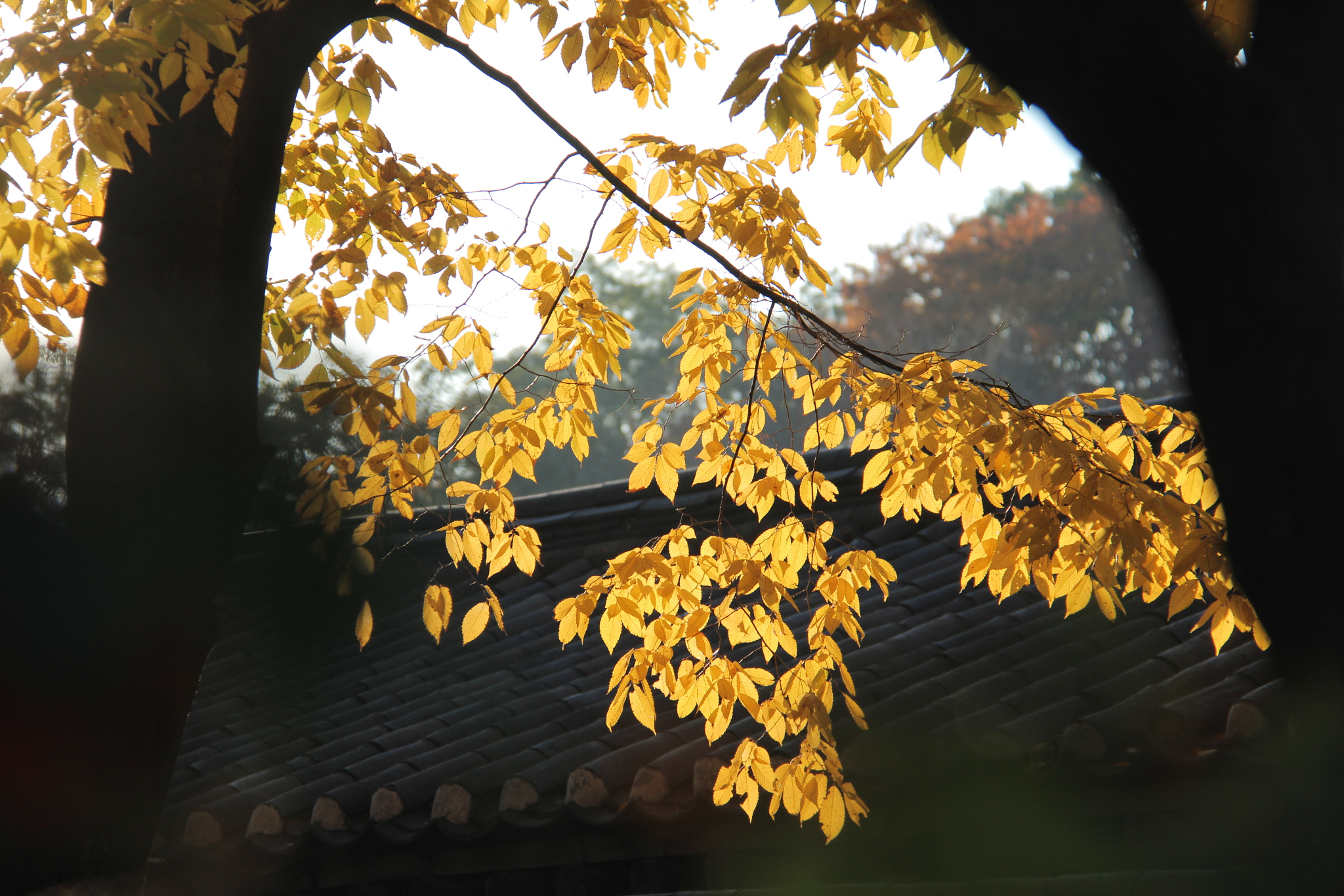 Canon EF-S 18-200mm F3.5-5.6 IS sample photo. 고궁에서````` photography