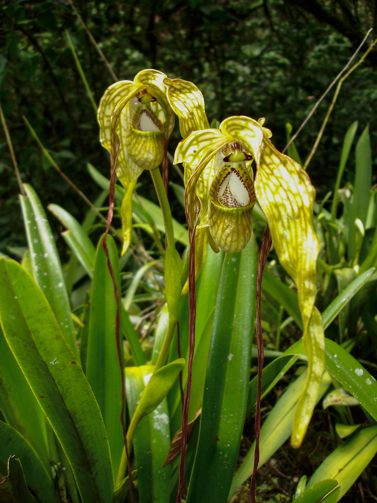 Sony DSC-W7 sample photo. Orchids in machu picchu, peru photography