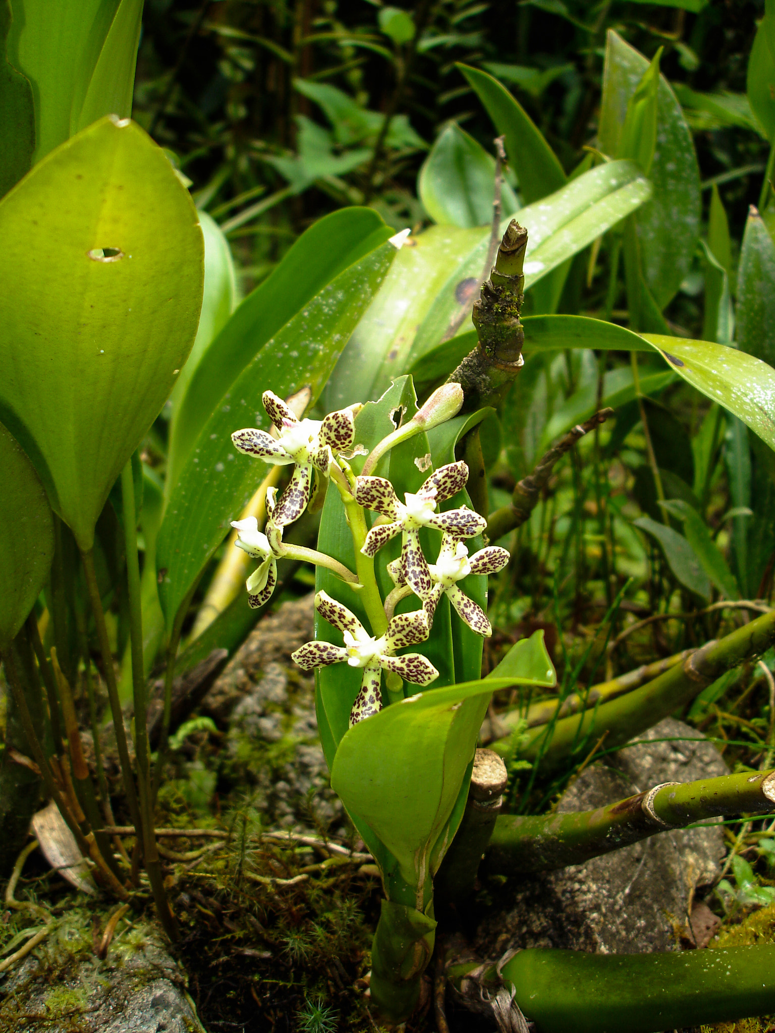 Sony DSC-W7 sample photo. Orchids in machu picchu, peru photography
