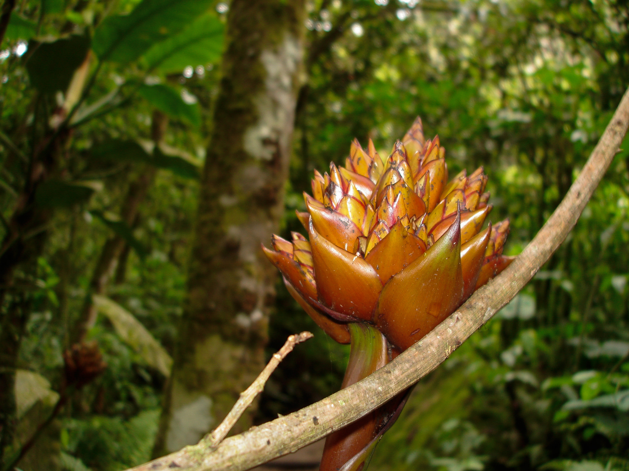 Sony DSC-W7 sample photo. Bromelia in machu picchu, peru photography