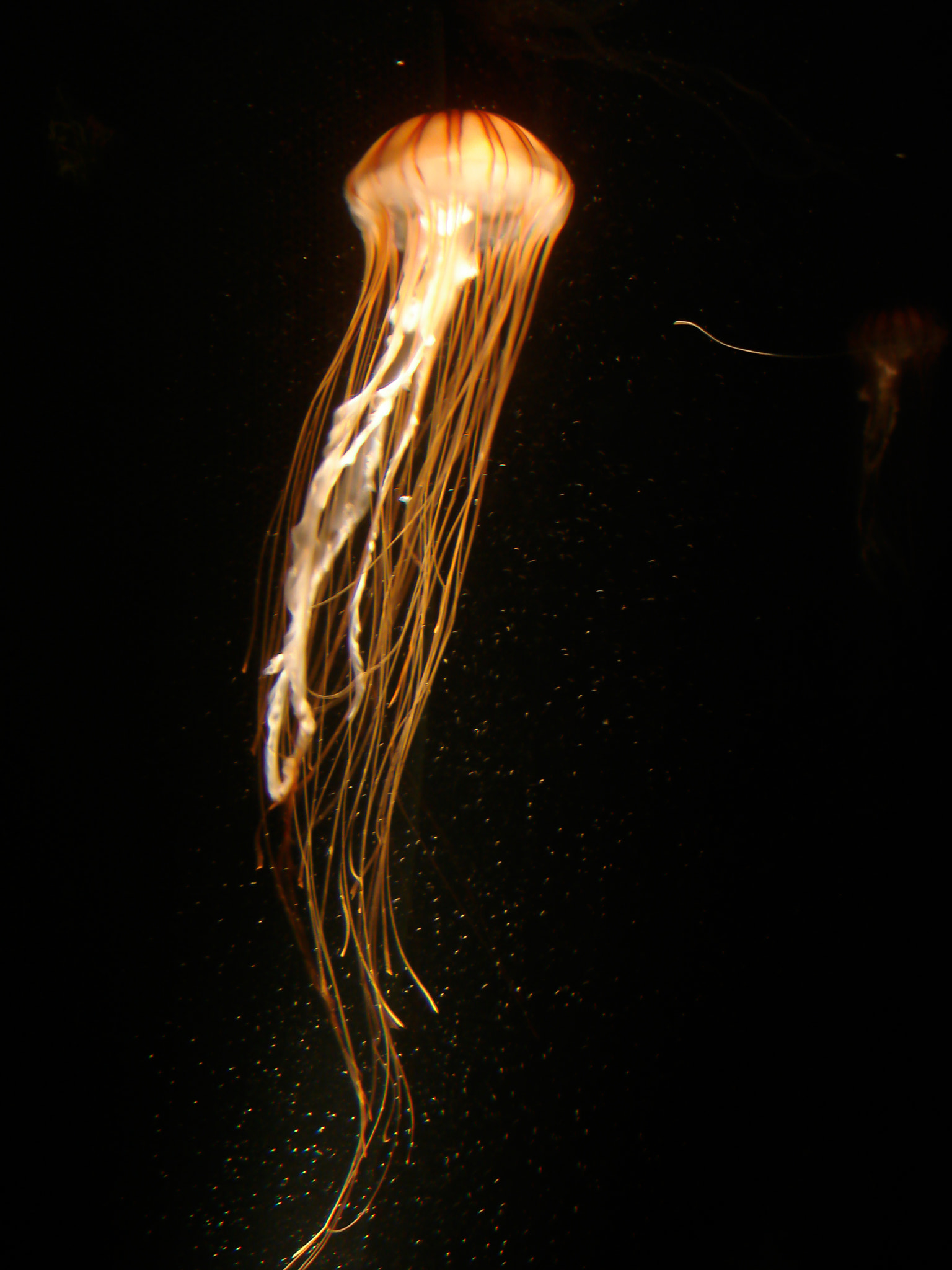 Sony DSC-W7 sample photo. Jellyfish photography