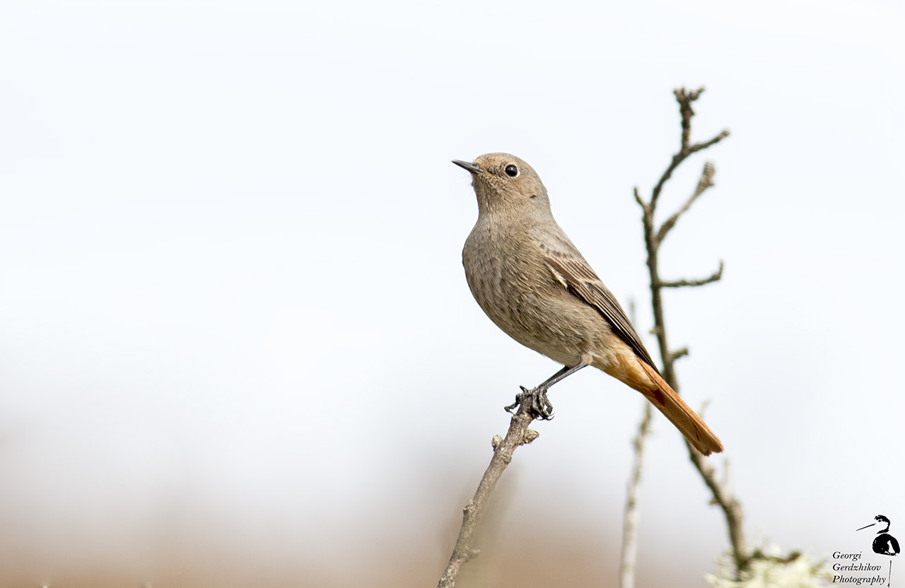 Canon EOS 70D + Canon EF 400mm F5.6L USM sample photo. Common redstart photography