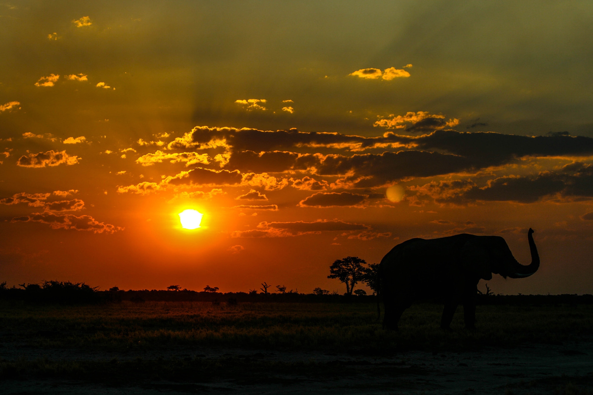 Canon EOS 400D (EOS Digital Rebel XTi / EOS Kiss Digital X) + Canon EF 75-300mm F4.0-5.6 IS USM sample photo. [elephant at sunset, savuti, botswana] photography