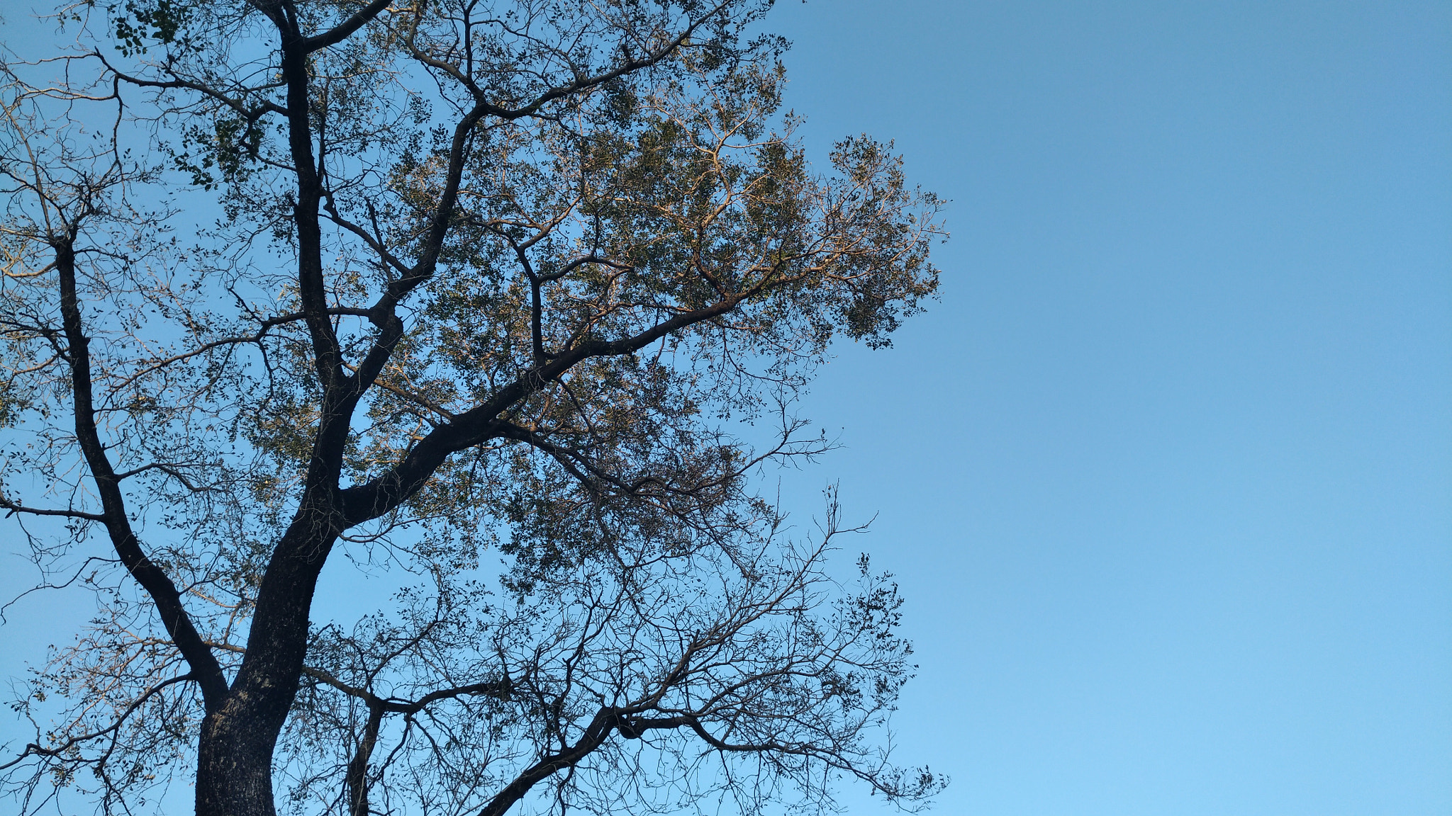 nubia Z11 MINI sample photo