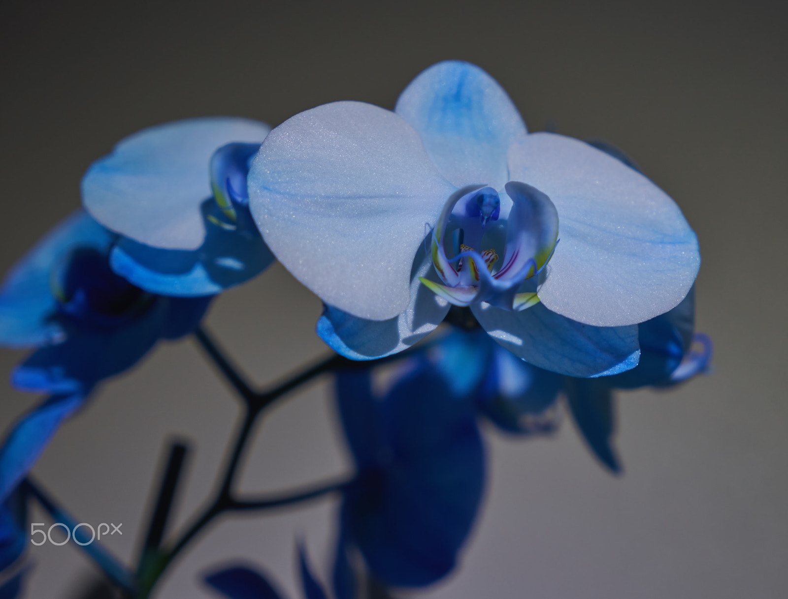 Sony a7 II sample photo. Blue orchid photography
