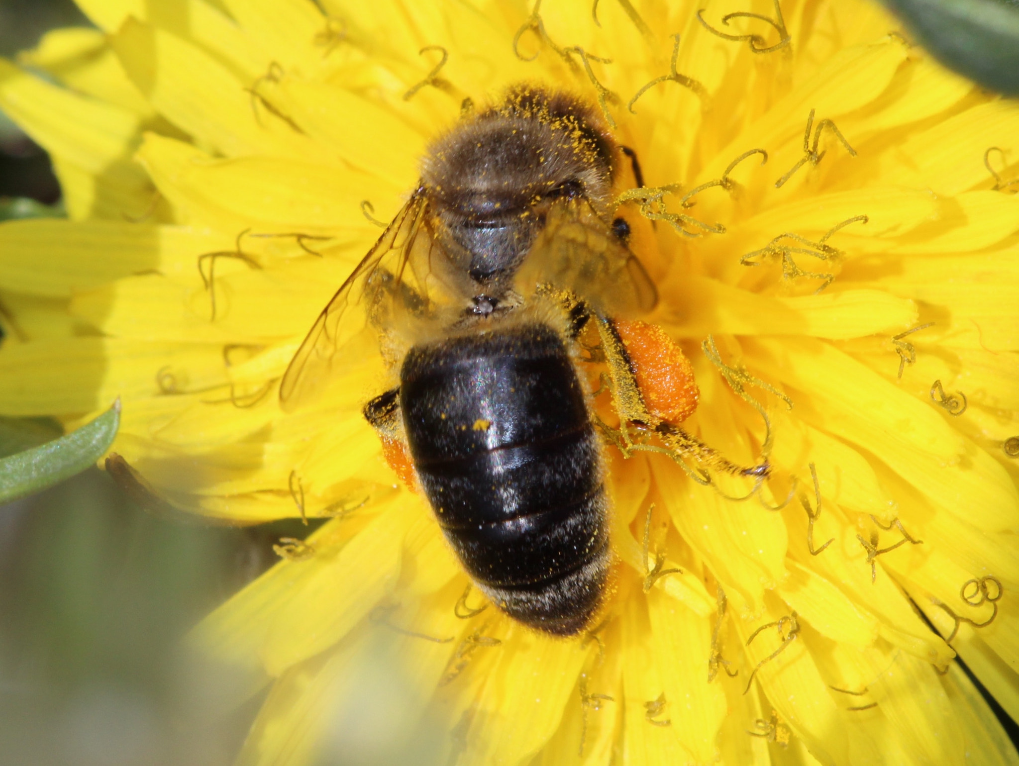 Canon EF 100mm F2.8 Macro USM sample photo. “everything takes time. bees have to move very fast to stay still.” photography