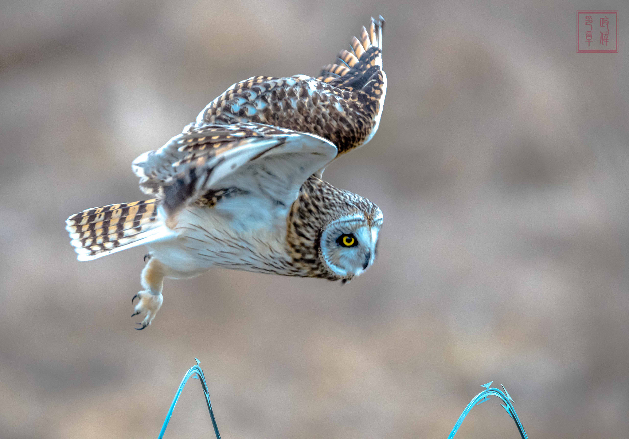 Sigma 150-600mm F5-6.3 DG OS HSM | S sample photo. Dsc photography