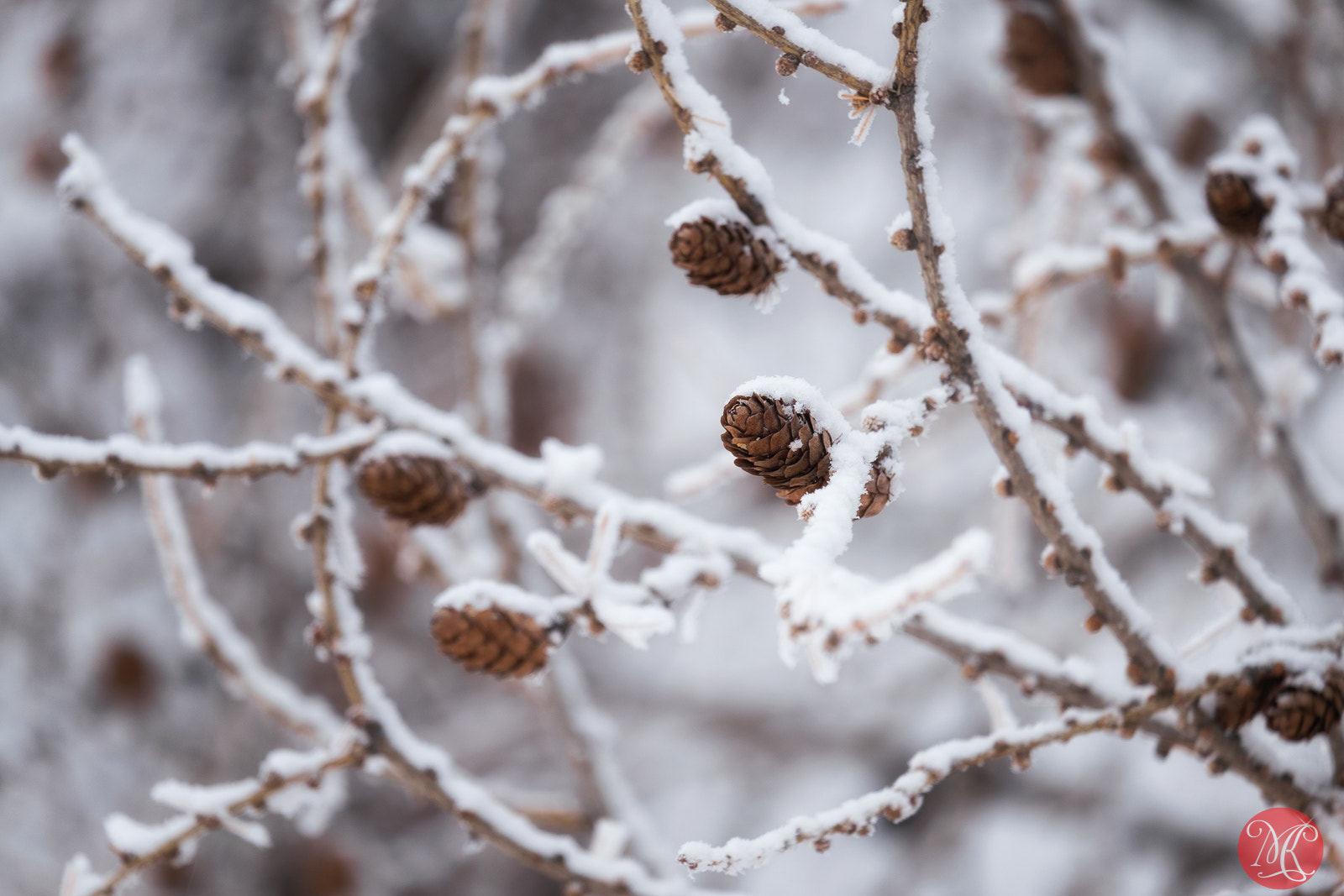 Fujifilm X-E2 + Fujifilm XF 55-200mm F3.5-4.8 R LM OIS sample photo. Tamarack photography