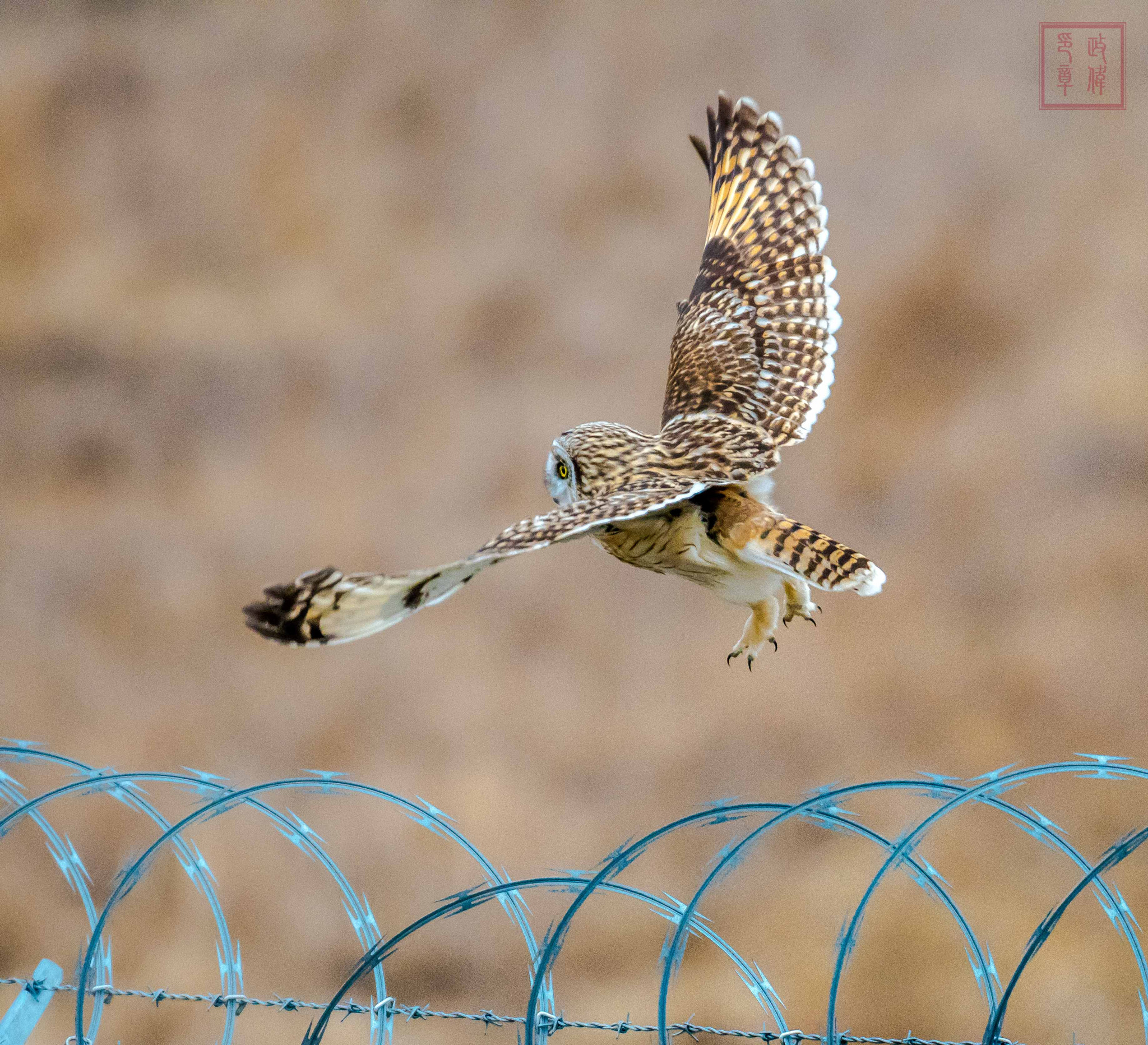 Nikon D500 + Sigma 150-600mm F5-6.3 DG OS HSM | S sample photo. Dsc_1750-2.jpg photography