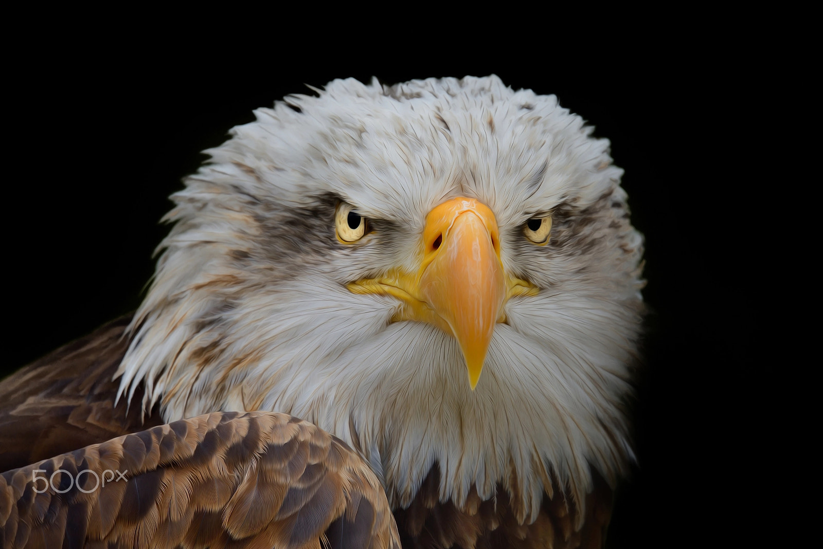 Sigma 150-600mm F5-6.3 DG OS HSM | S sample photo. He's got the look photography