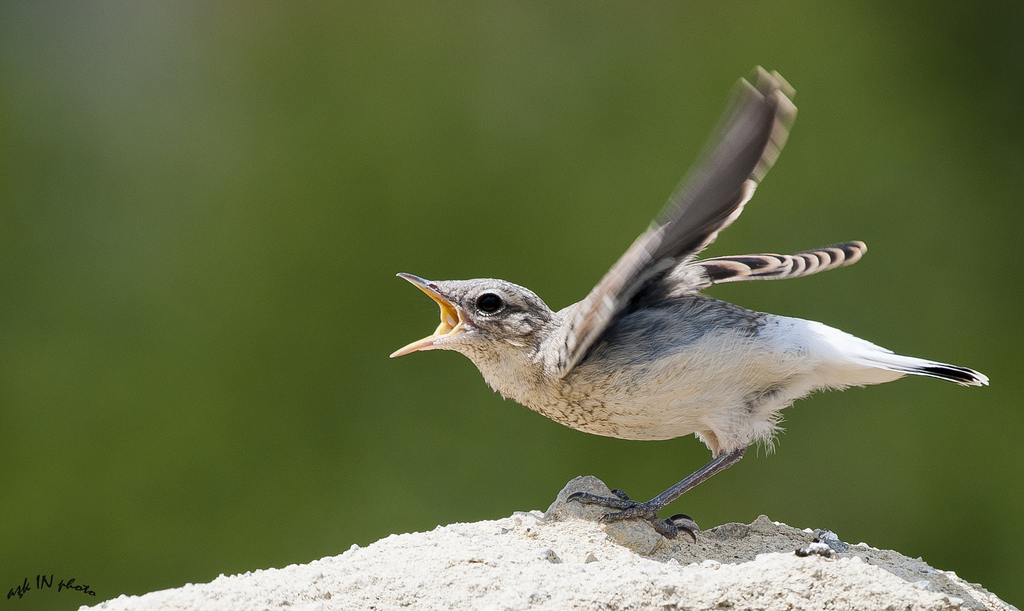 Nikon AF-S Nikkor 200-500mm F5.6E ED VR sample photo. Karakulaklı kuyrukkakan photography