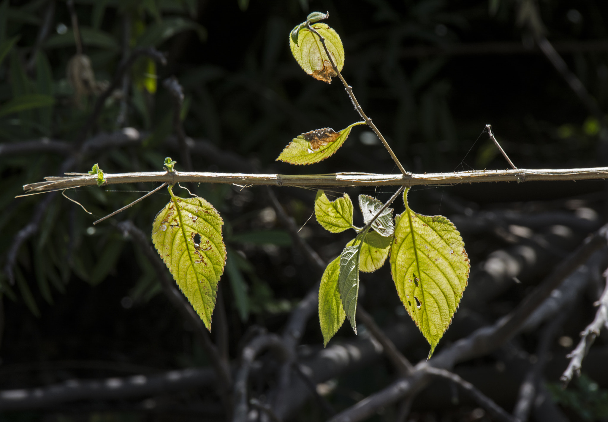 Sigma 18-250mm F3.5-6.3 DC Macro OS HSM sample photo. The light. photography