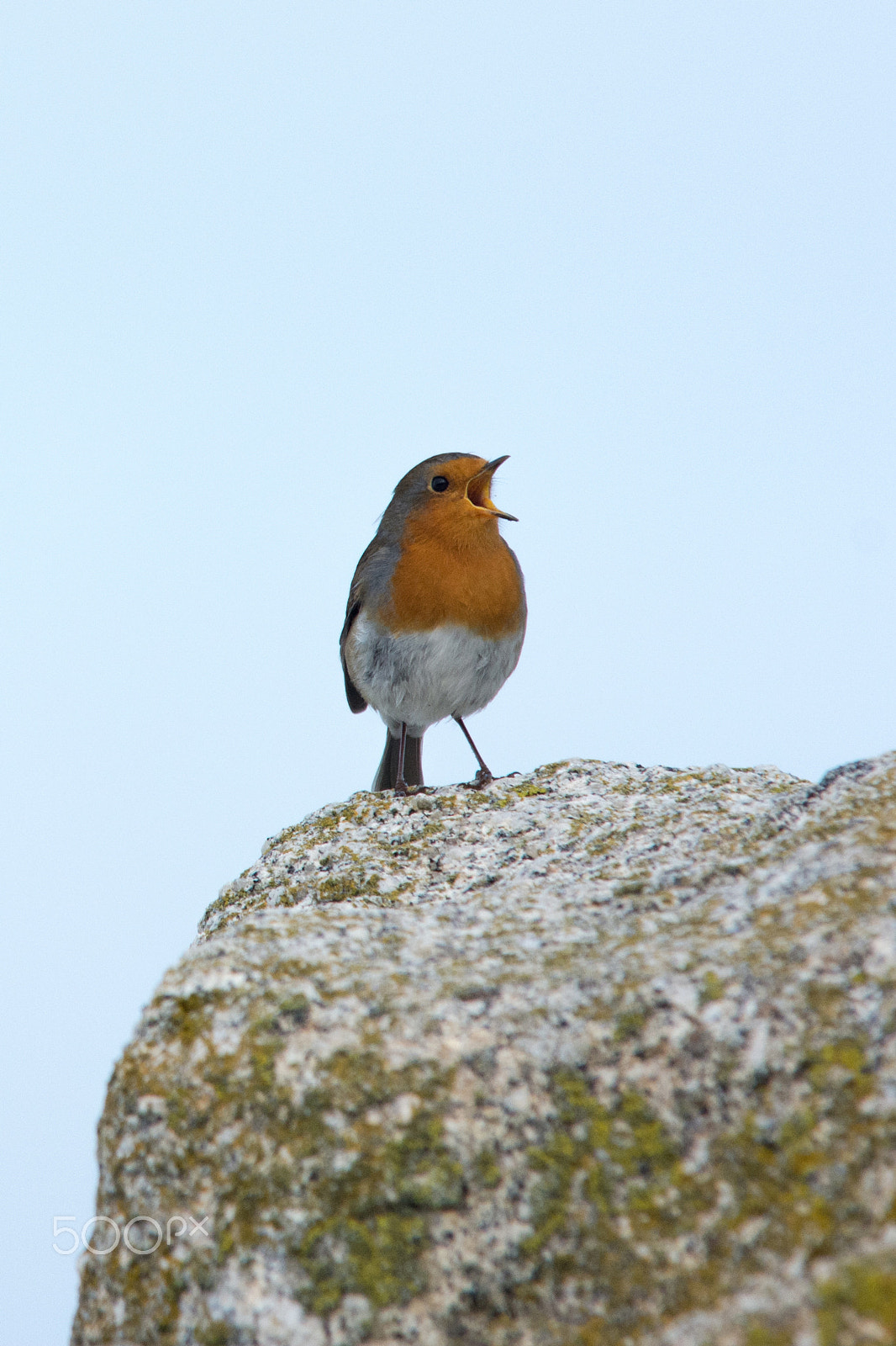 Nikon D7100 sample photo. Robin redbreast sings / le chant du rouge gorge photography