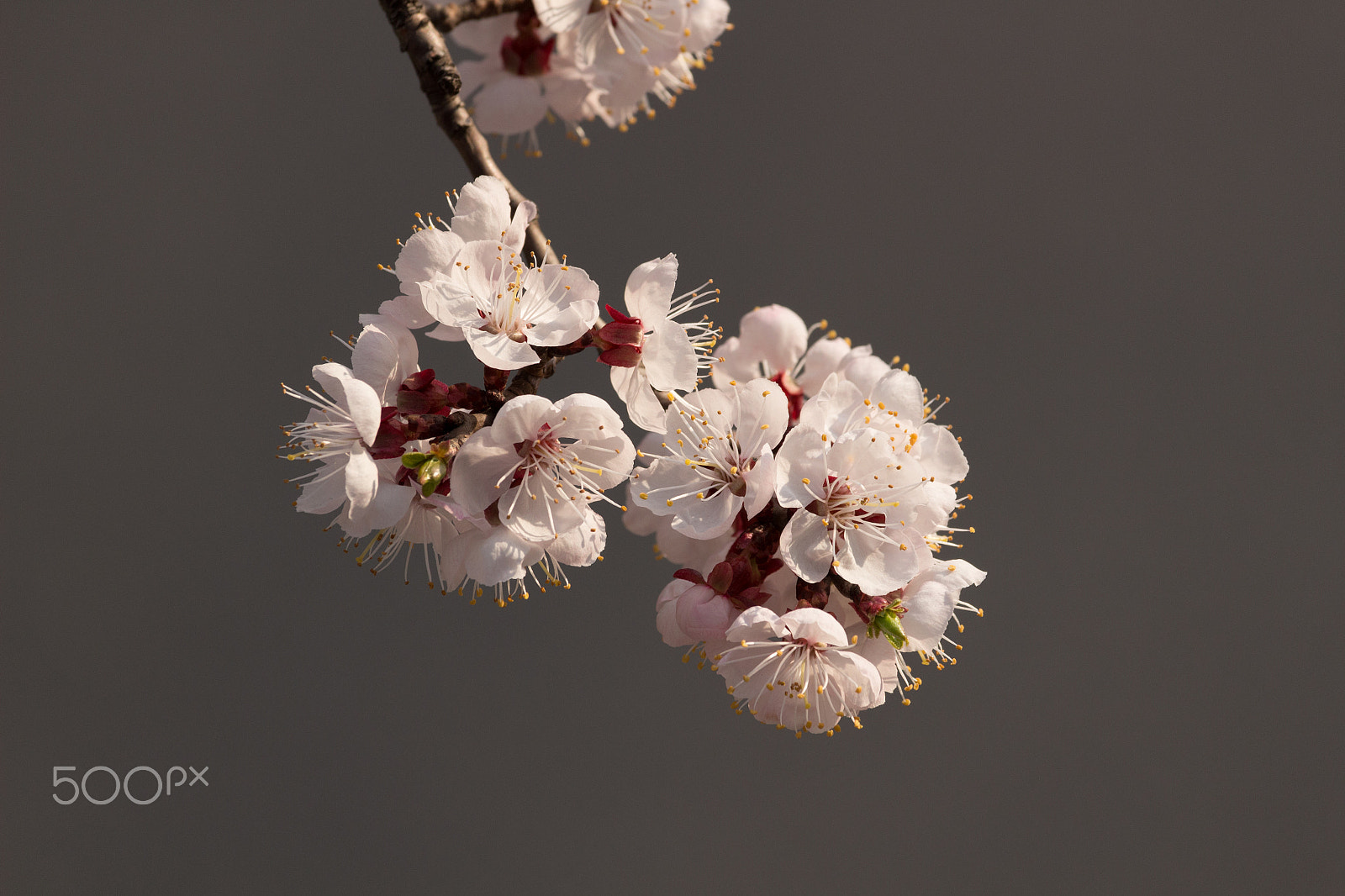 Canon EF-S 55-250mm F4-5.6 IS STM sample photo. Apricot blossoms photography
