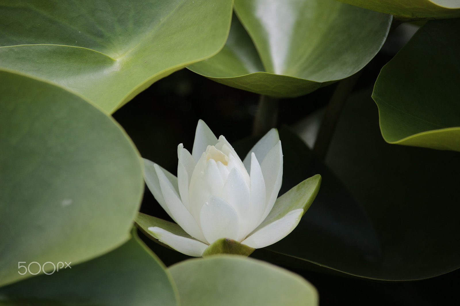 Canon EF-S 55-250mm F4-5.6 IS STM sample photo. Lotus photography