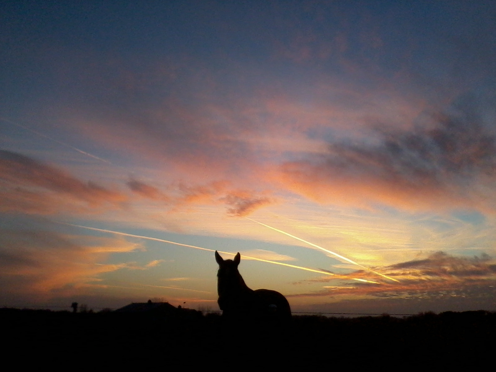 Samsung SGH-A847 sample photo. Horse silhouette photography