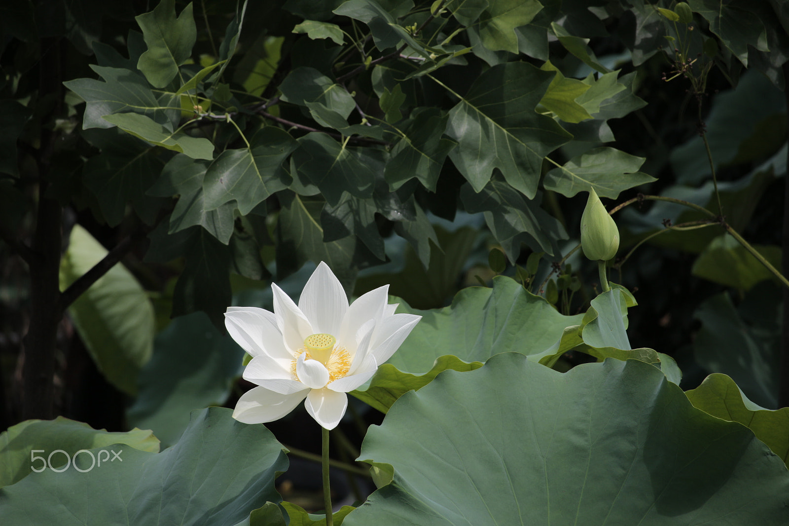Canon EF-S 55-250mm F4-5.6 IS STM sample photo. Lotus photography