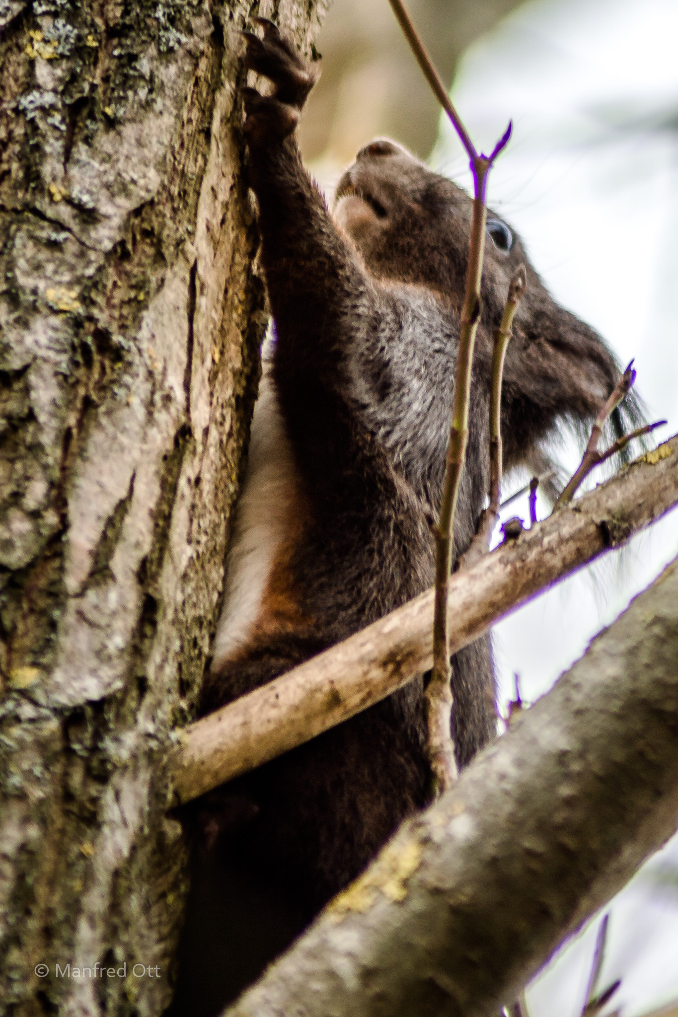 Nikon D3200 sample photo. Squirrel photography