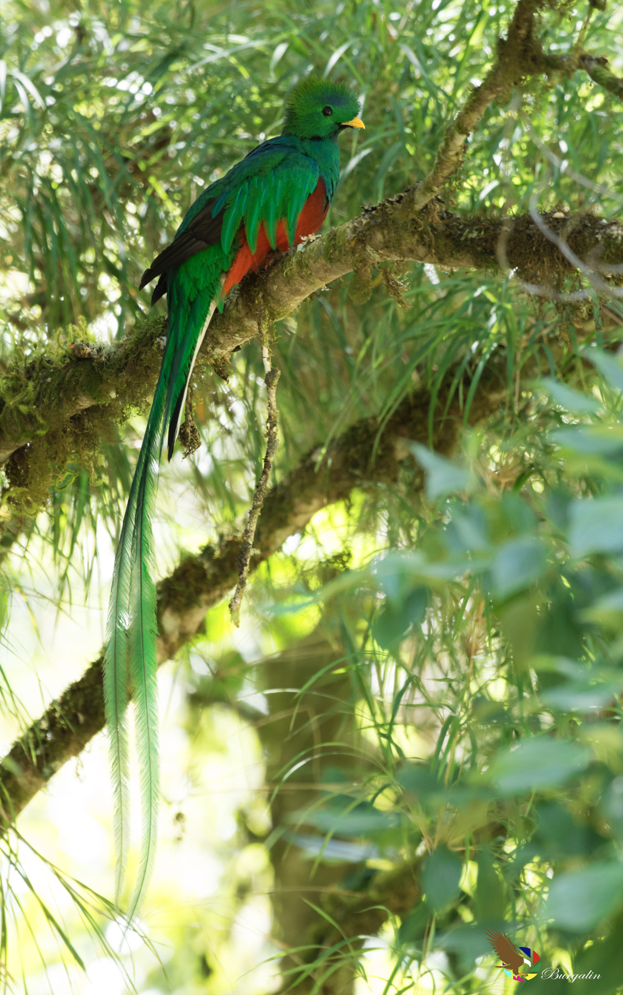 Nikon D7100 sample photo. Resplendent quetzal photography