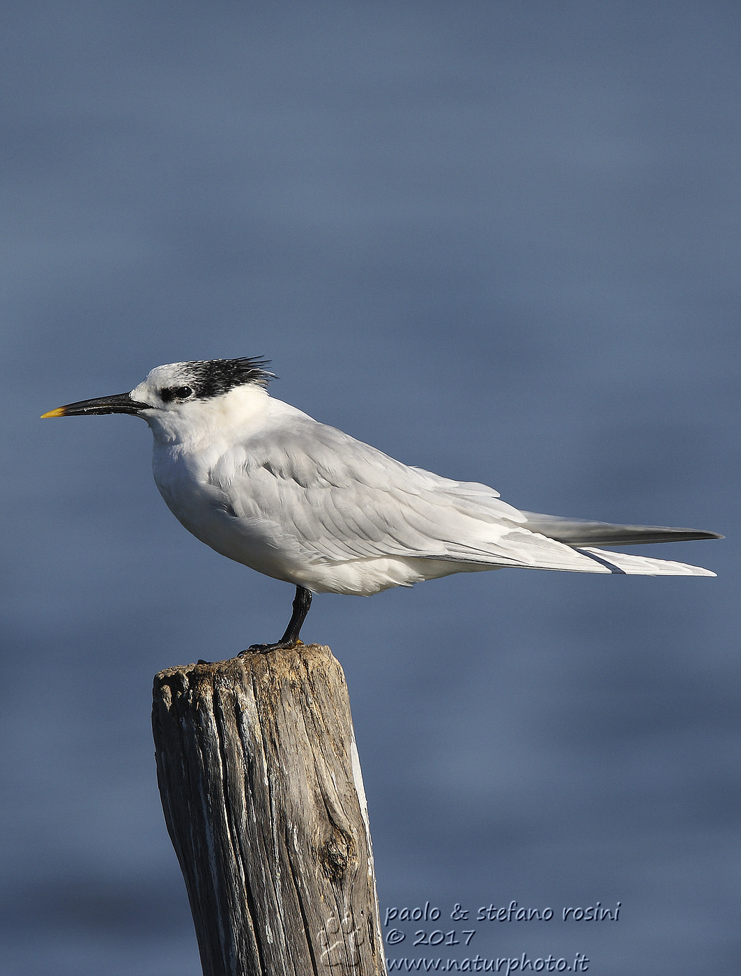 Canon EOS-1D Mark III sample photo. Beccapesci -sandwich tern - (thalasseus sandvicens photography