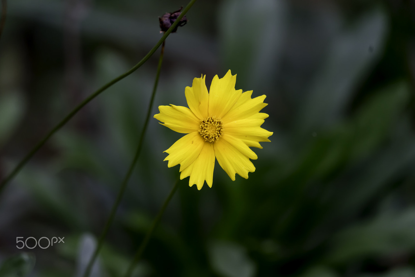 Sony a7 II sample photo. Flower photography