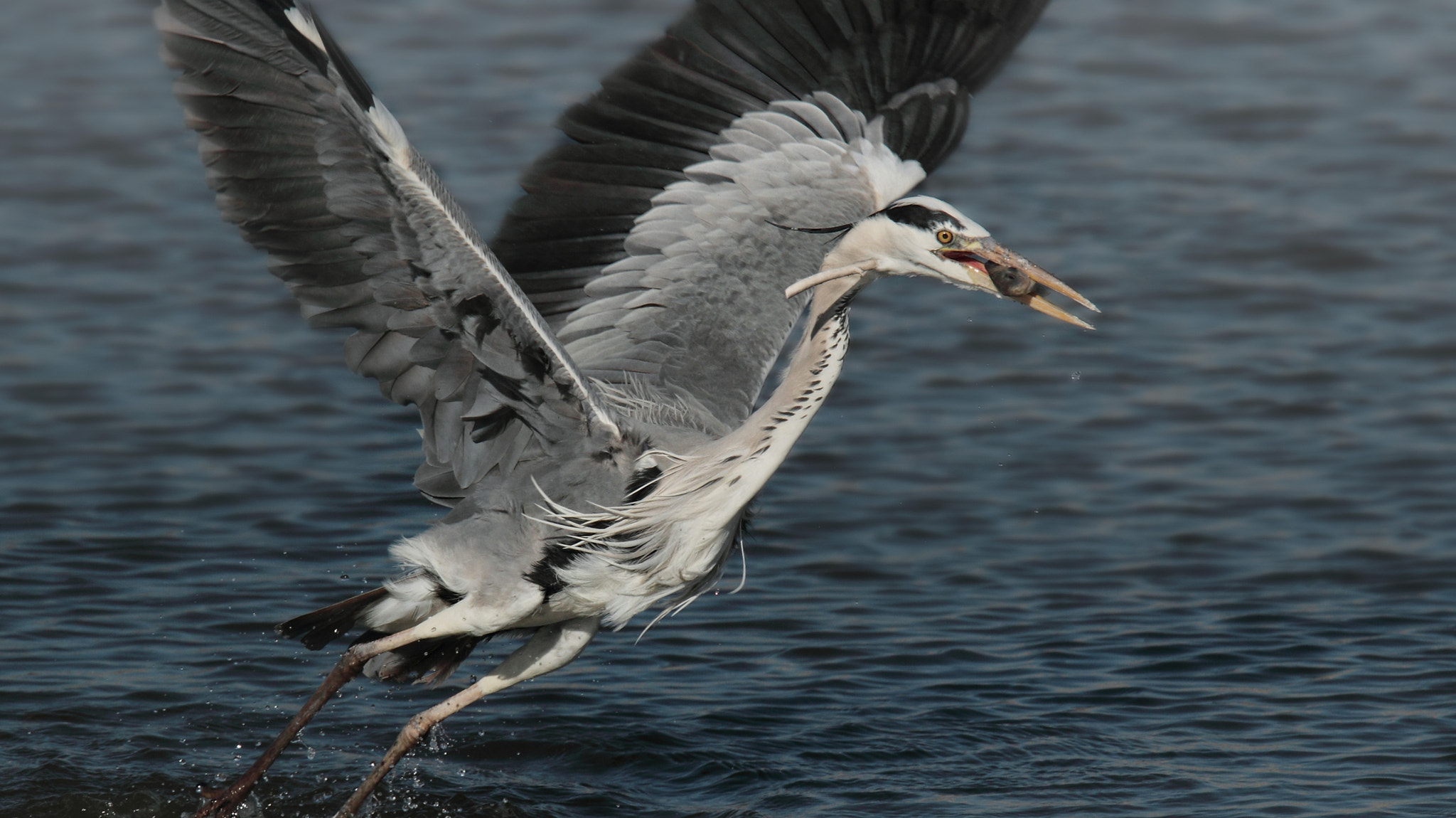 Tamron SP 150-600mm F5-6.3 Di VC USD sample photo. Heron with pierced neck ... photography