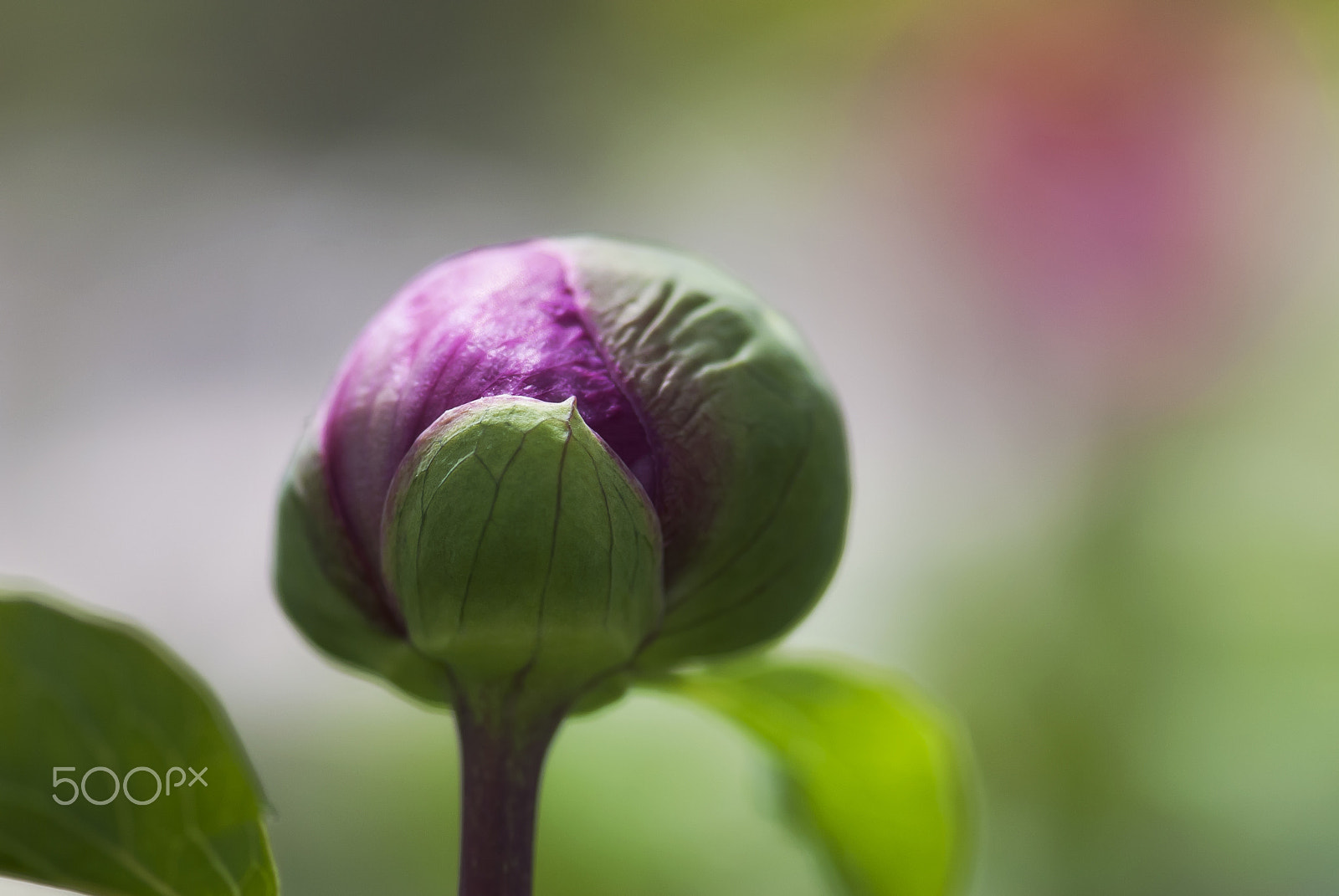 Nikon AF-S Micro-Nikkor 105mm F2.8G IF-ED VR sample photo. Peony bud photography