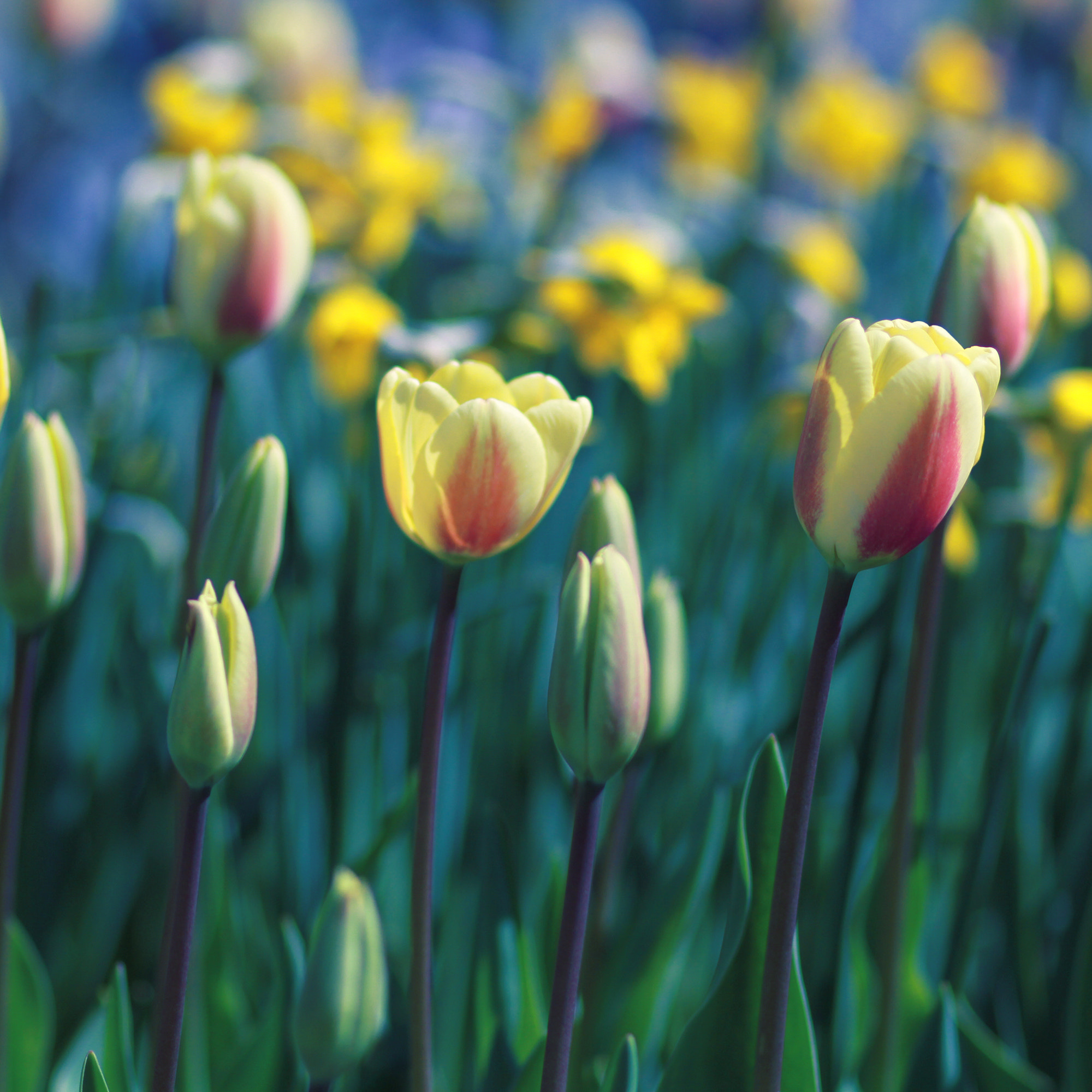 Canon EOS 7D + Canon EF 85mm F1.8 USM sample photo. G photography